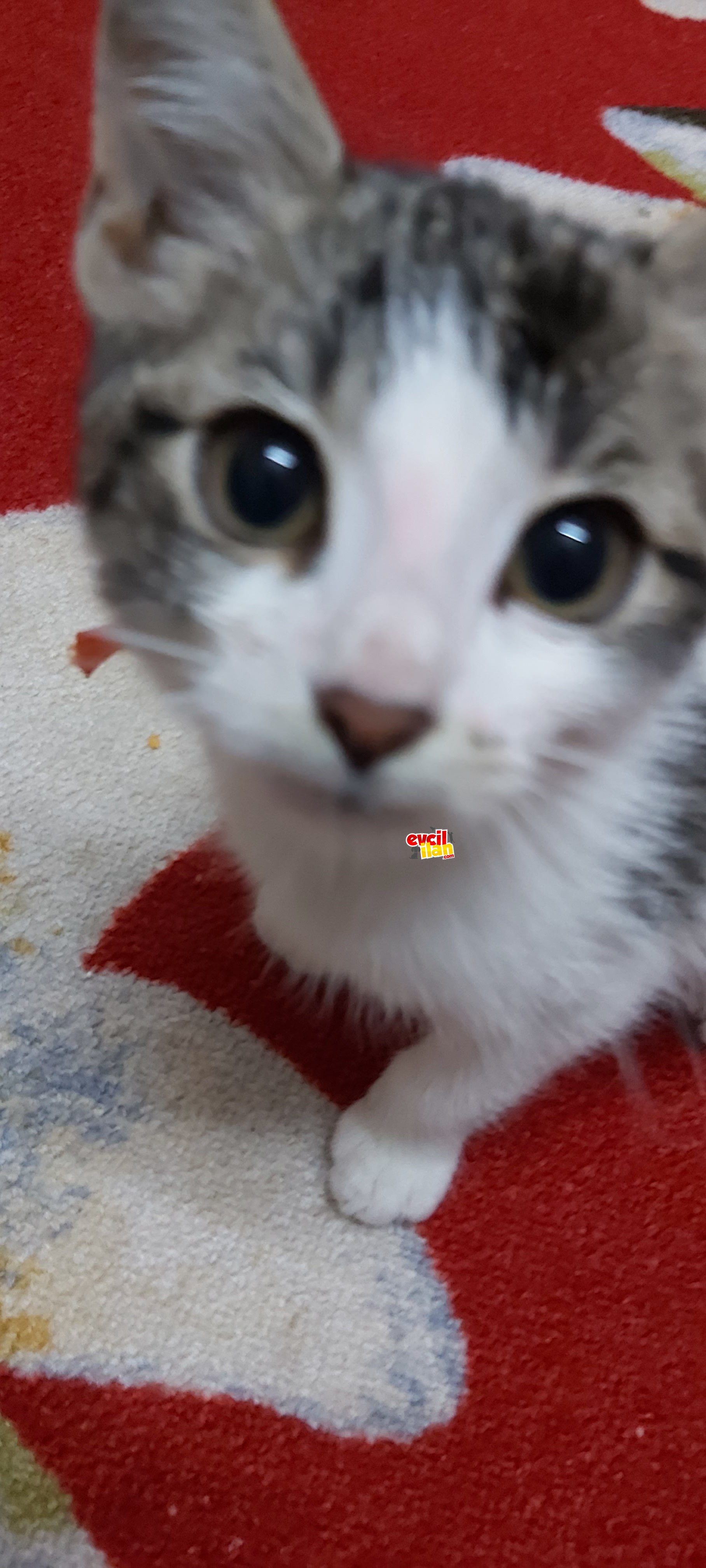 TRABZON GENELİ 2 AYLIK KEDİ