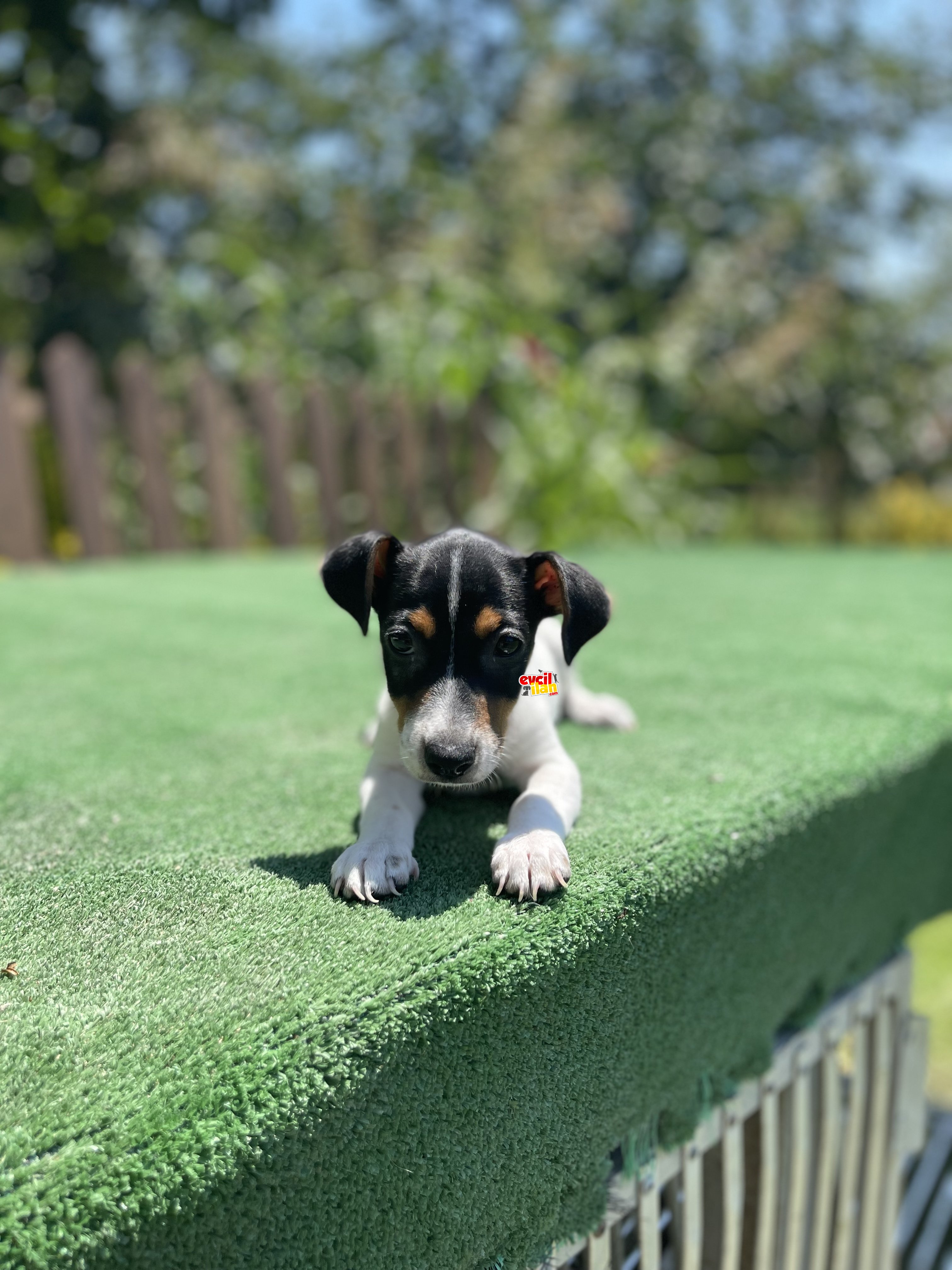 Tricolor Jack Russel Yavrularimiz