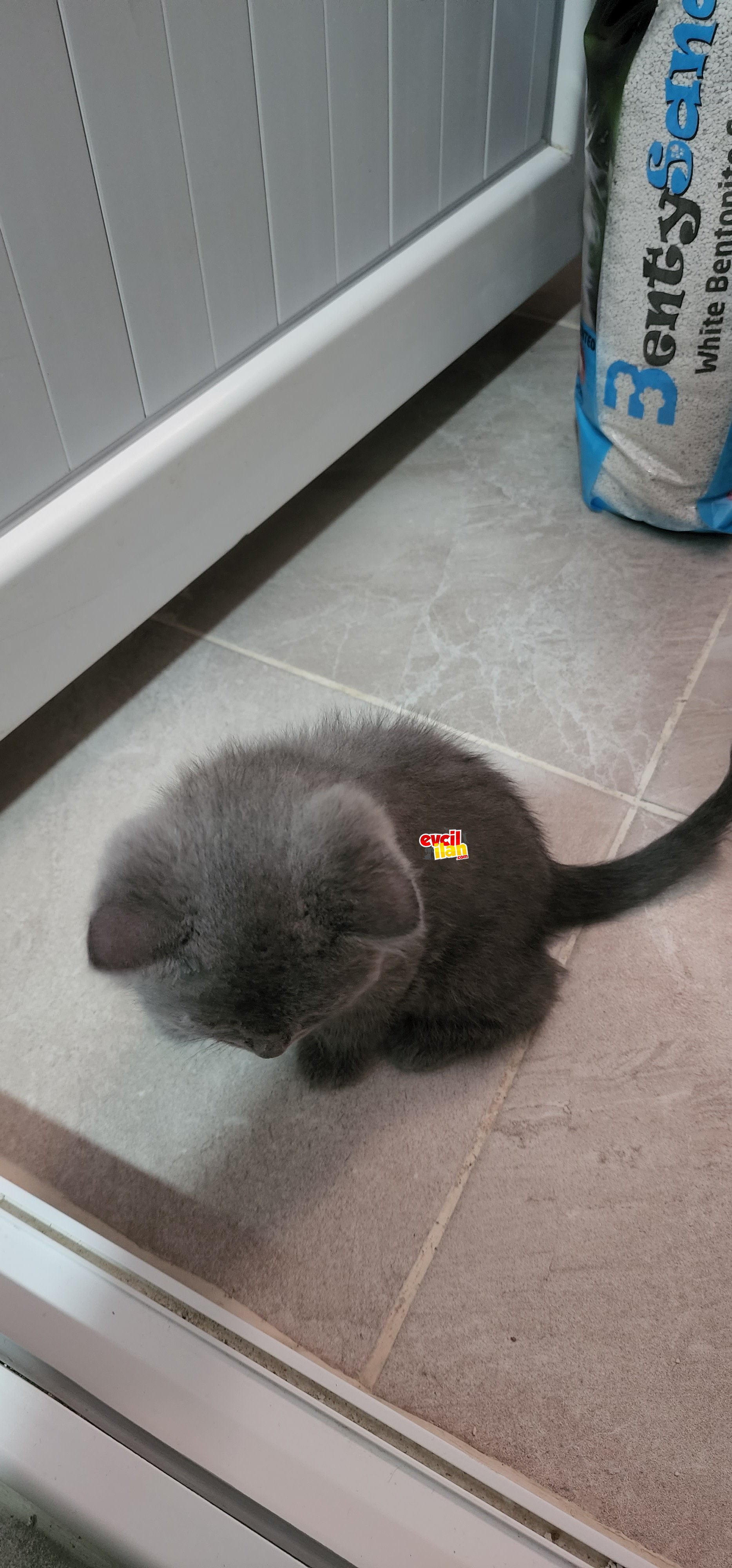 Tunceli 5 adet British Shorthair ve gold 1.5 aylık gri yavru kedi