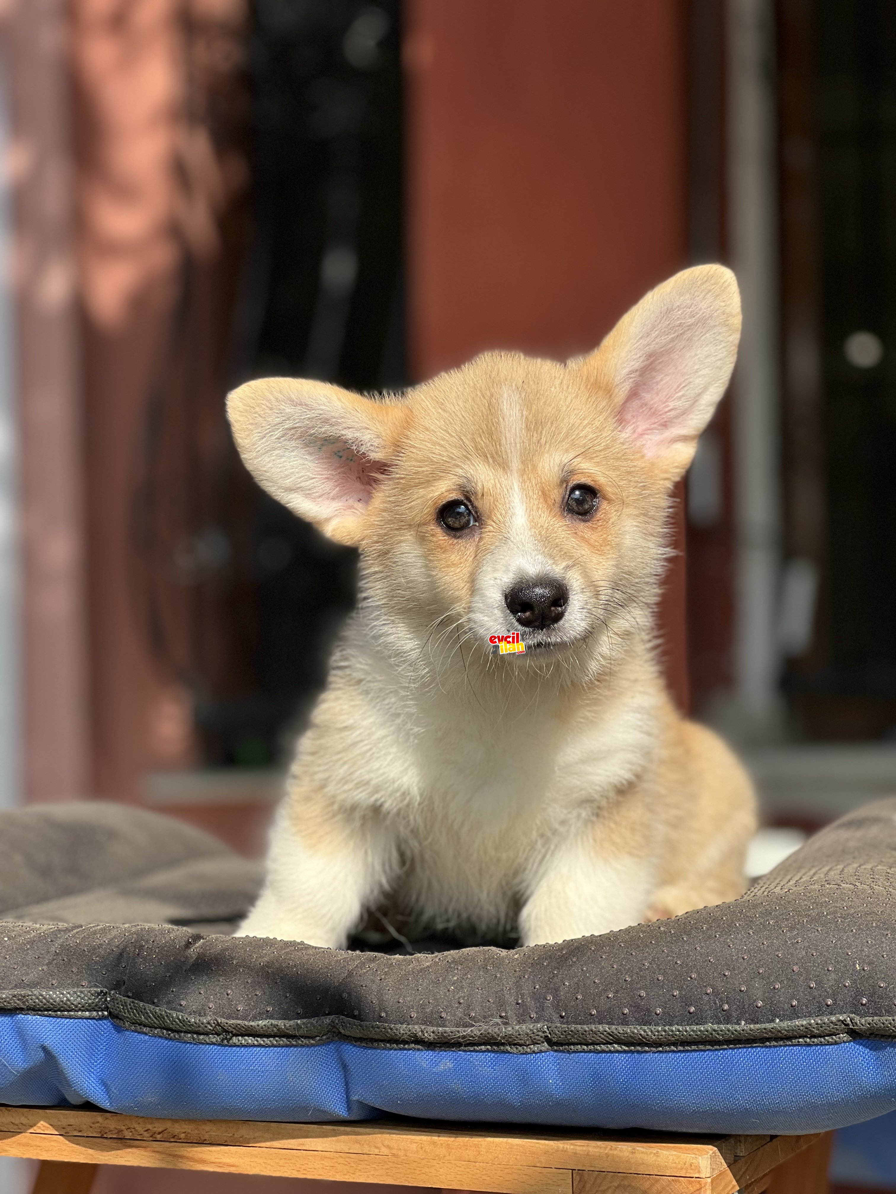 TURKIYEDE NADIR BULUNAN WELSH CORGI BEBEKLER 