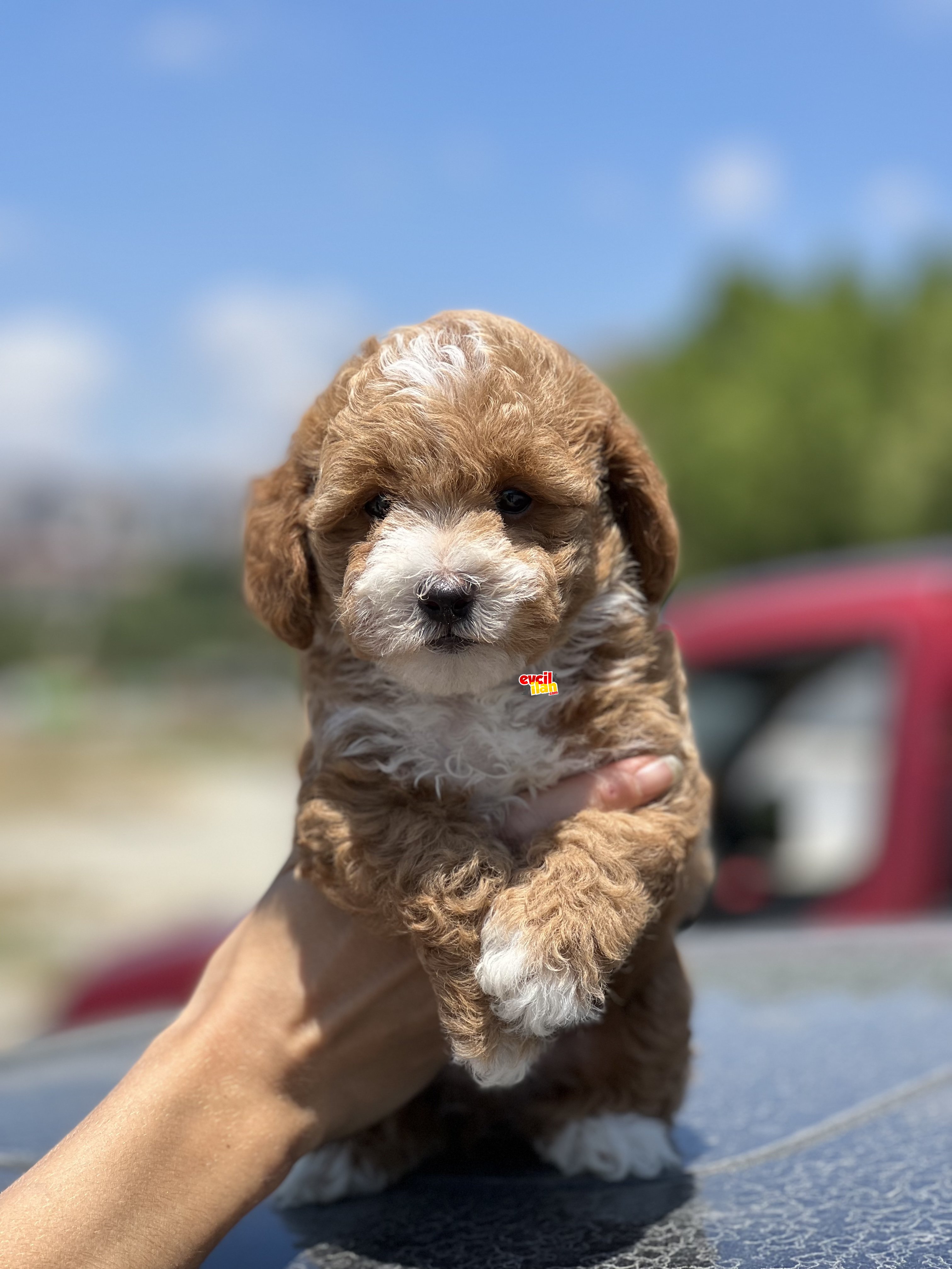 TÜRKİYEDE TEK LABRADOODLE BEBEKLER