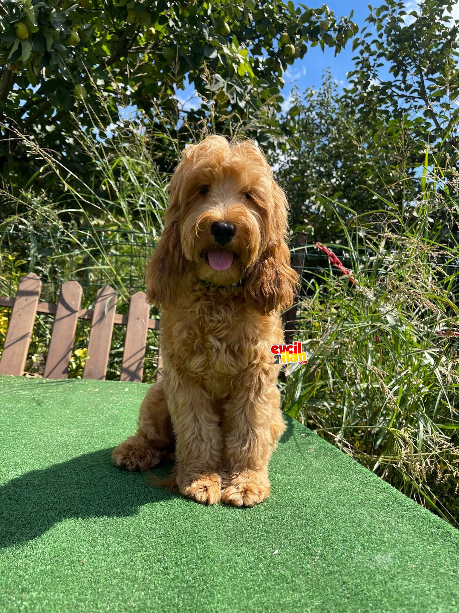 TÜRKİYEDE TEK LABRADOODLE VE GOLDENDOODLE YAVRULAR