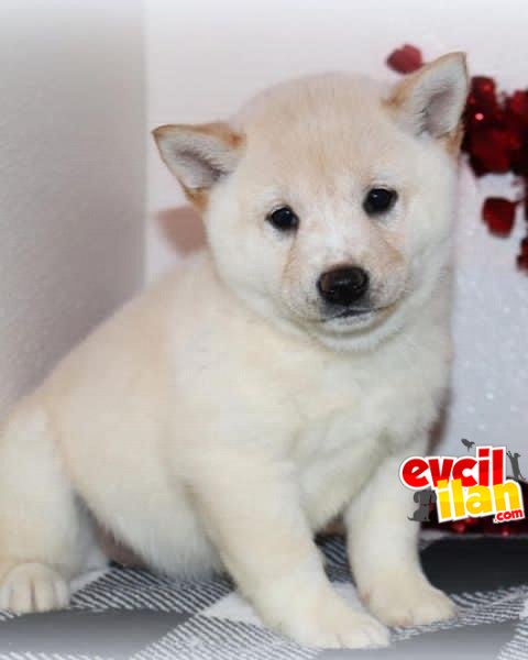 TÜRKİYEDE TEK SHIBA INU YALNIZCA BİZDE