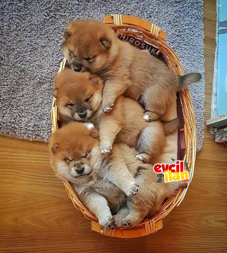 TÜRKİYEDE TEK SHIBA INU YALNIZCA BİZDE