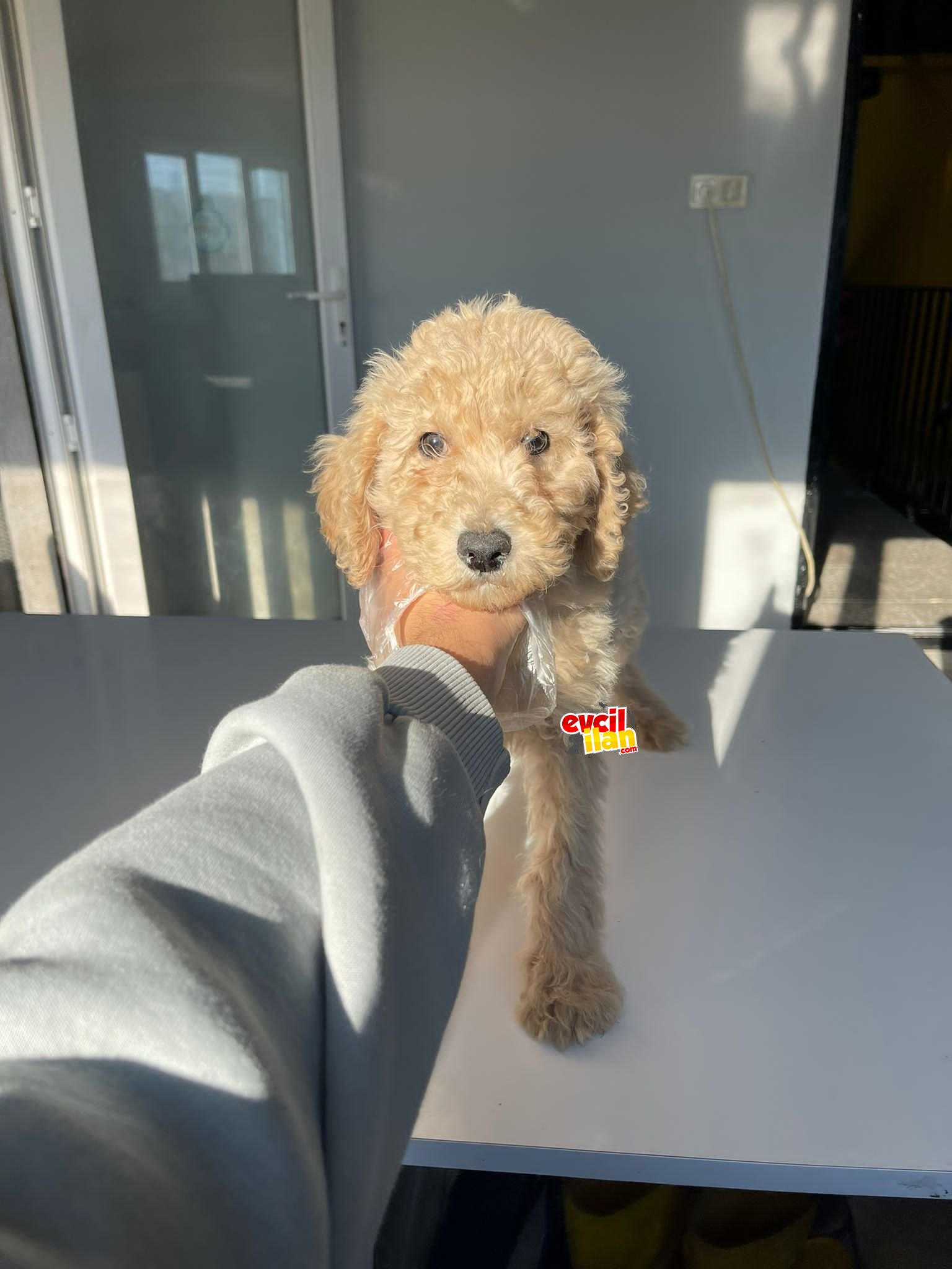 TÜRKİYEDE TEK STANDART BOY LABRADOODLE BEBEKLER