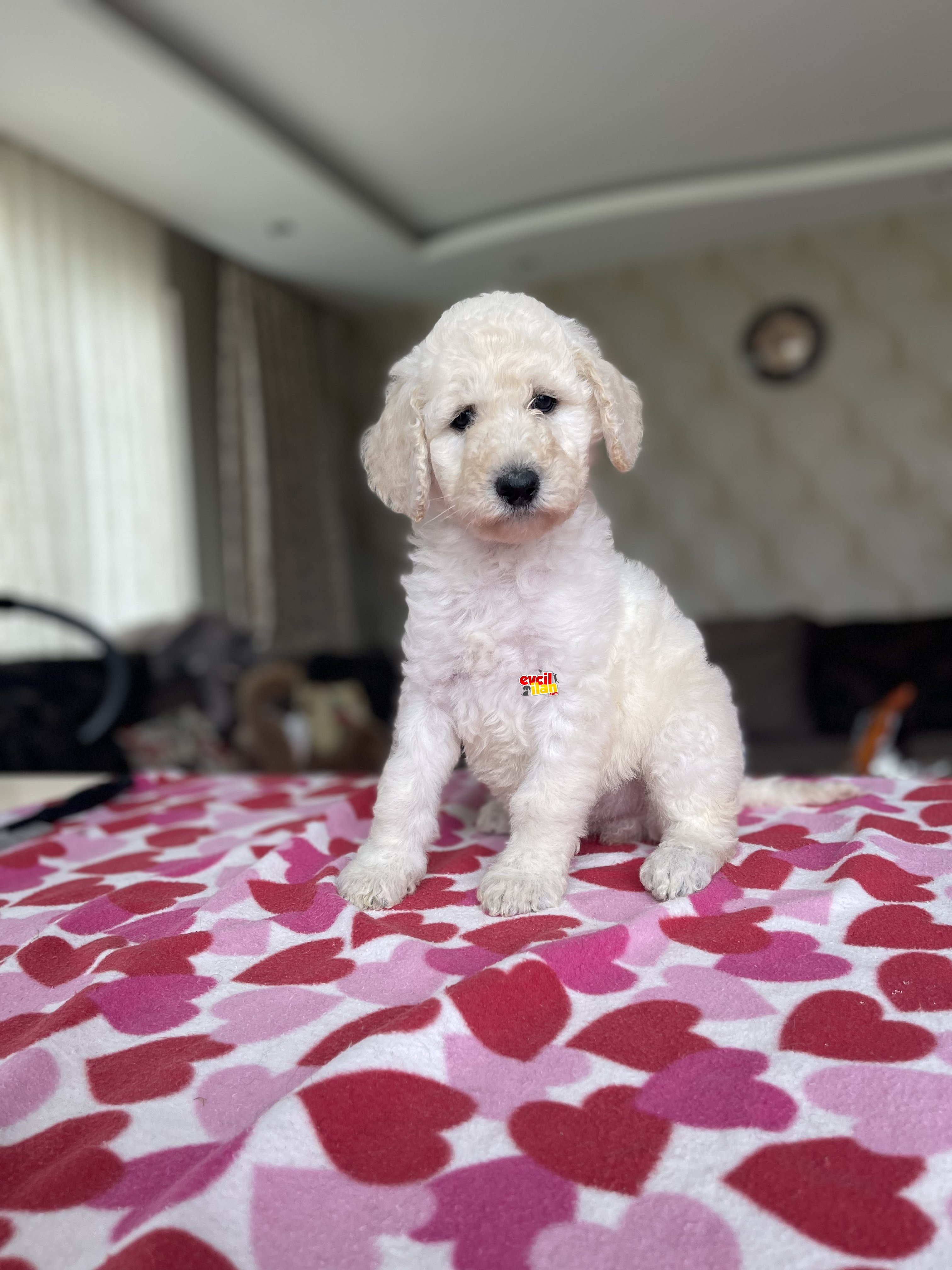 Turkiyede Tek Standart(Giant) Poodle Yavrular