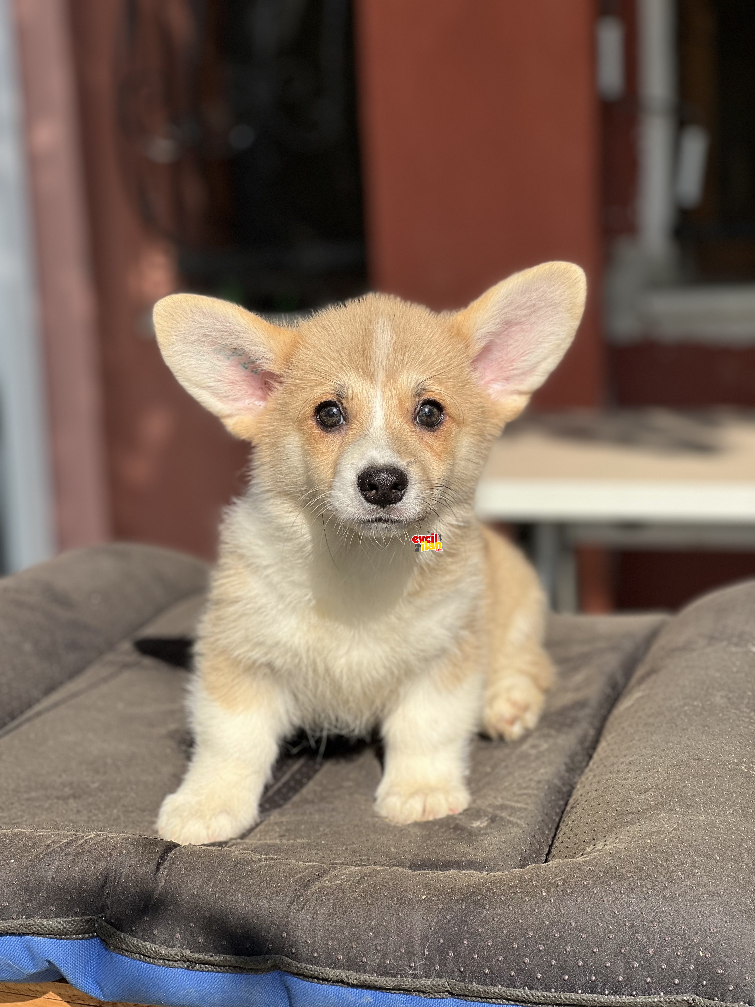 TURKIYEDE TEK WELSH CORGI BEBEKLER 