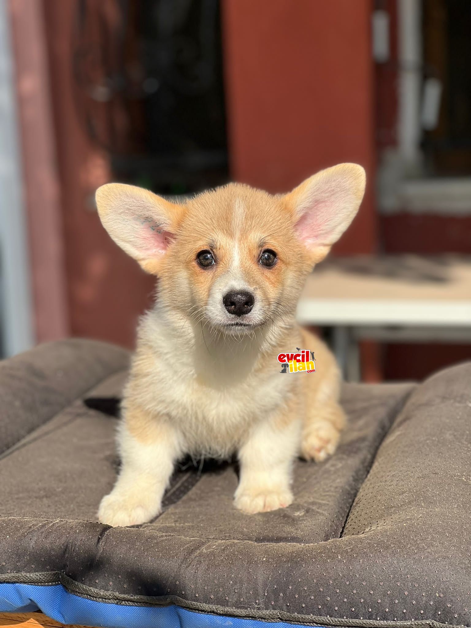 Türkiyede Tek Welsh Corgi Yavrular