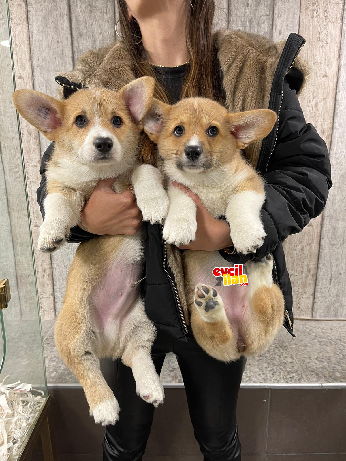 TÜRKİYEDE TEK WELSH CORGİ YAVRULARIMIZ