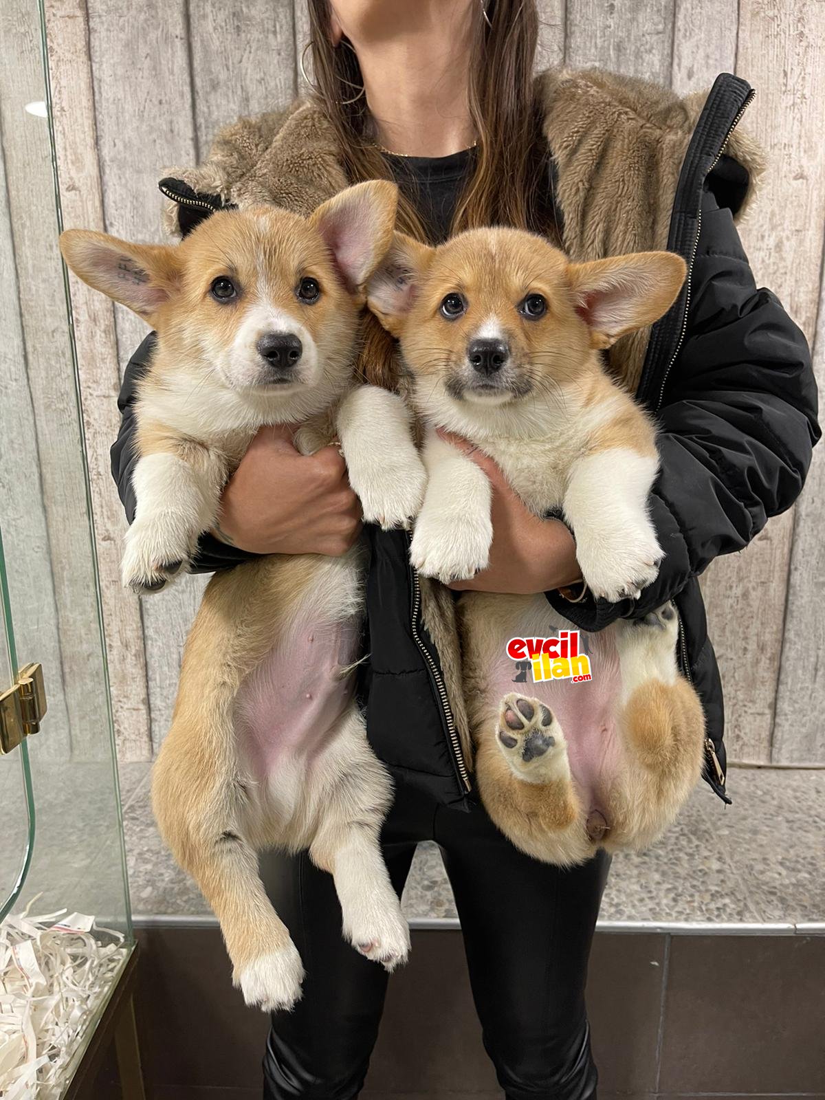 TÜRKİYEDE TEK WELSH CORGİ YAVRULARIMIZ