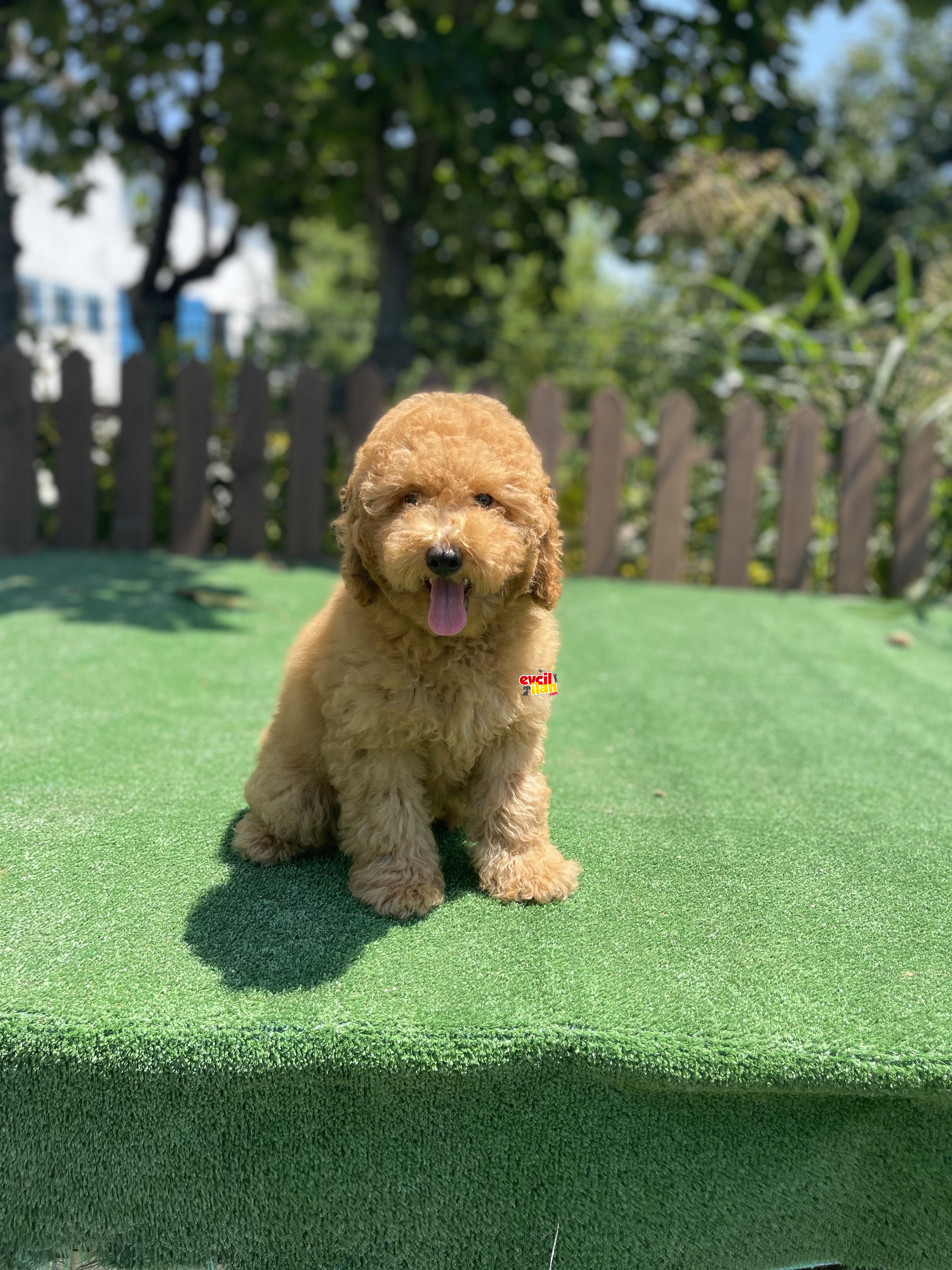 Türkiyenin en cok secenegi ile Toy Poodle Bebekler 