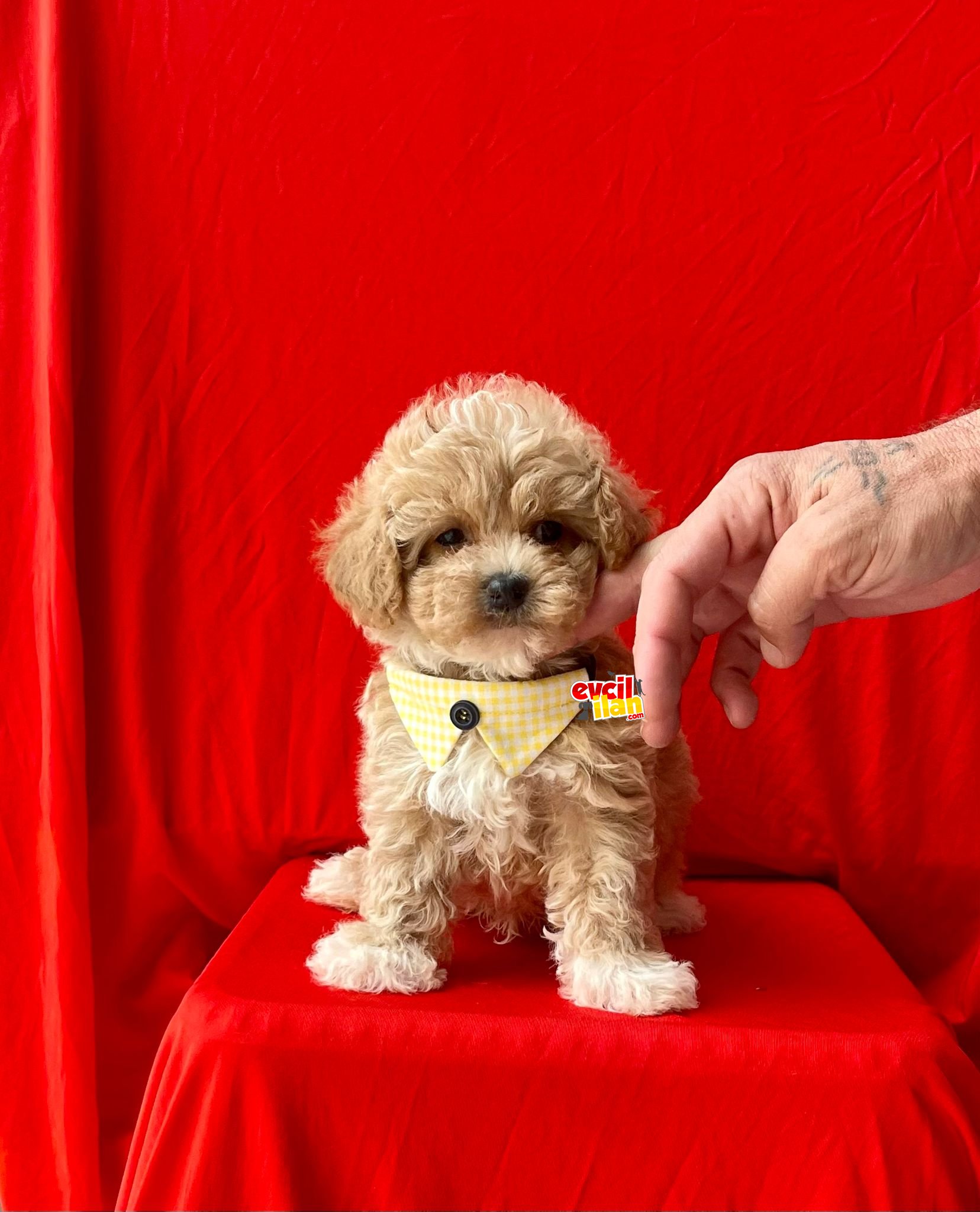 Turkiyenin En Guzel Maltipoo Bebekleri