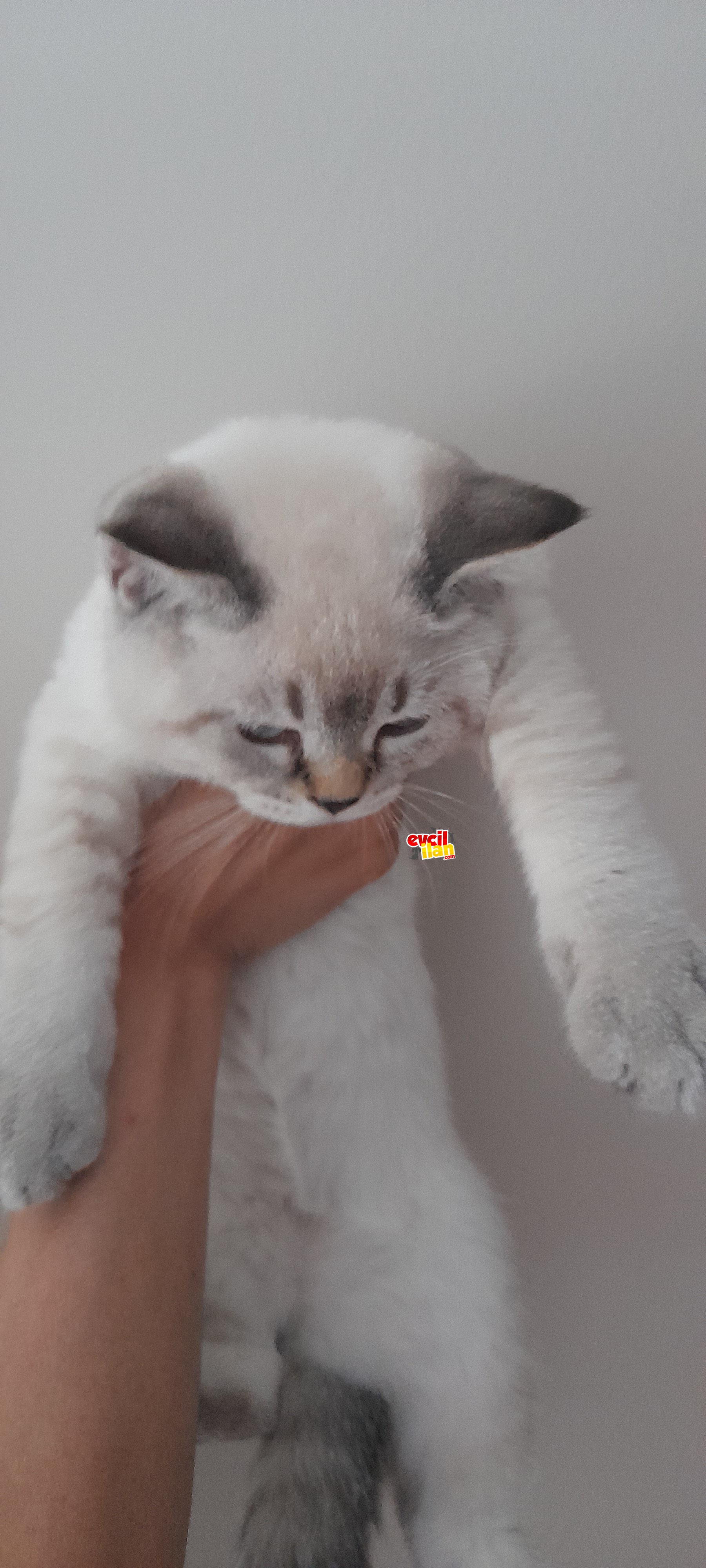 Turkuaz gözlü safkan lynx point cinsi 3 aylık erkek