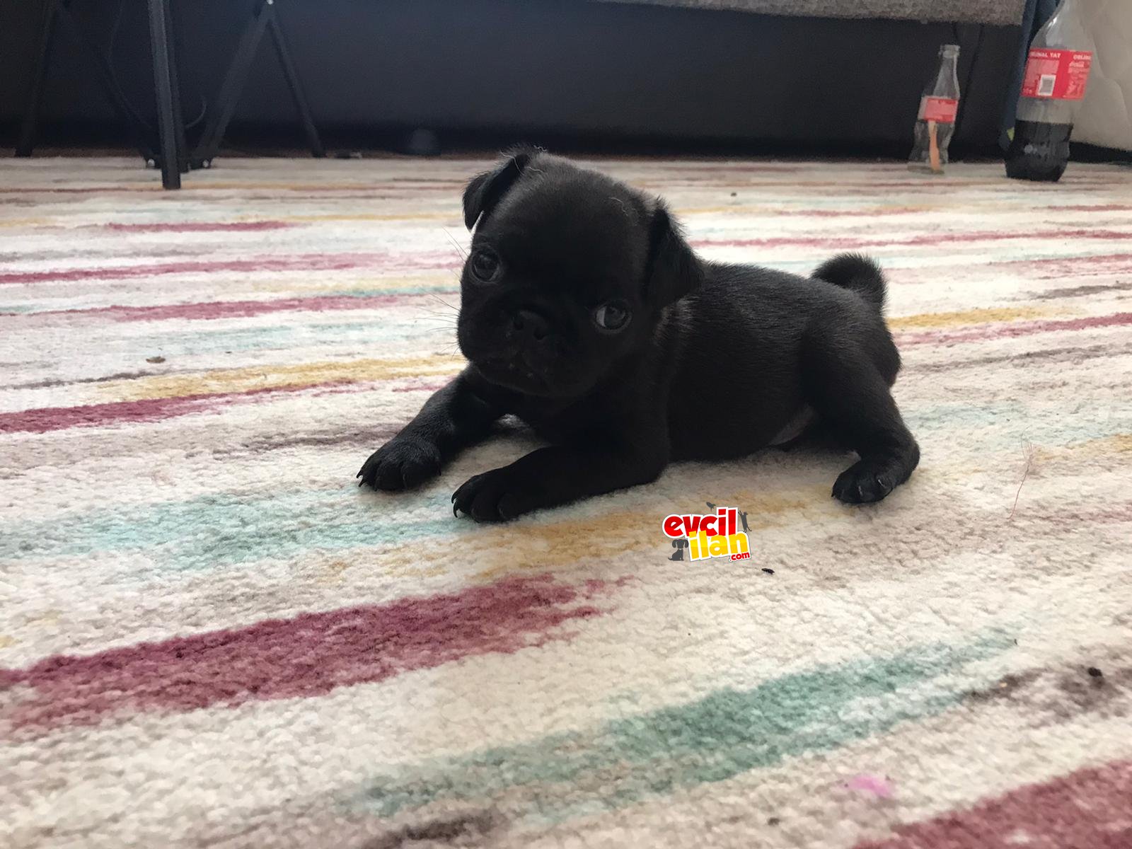 Türünün tüm özelliklerine sahip pug mops yavrular