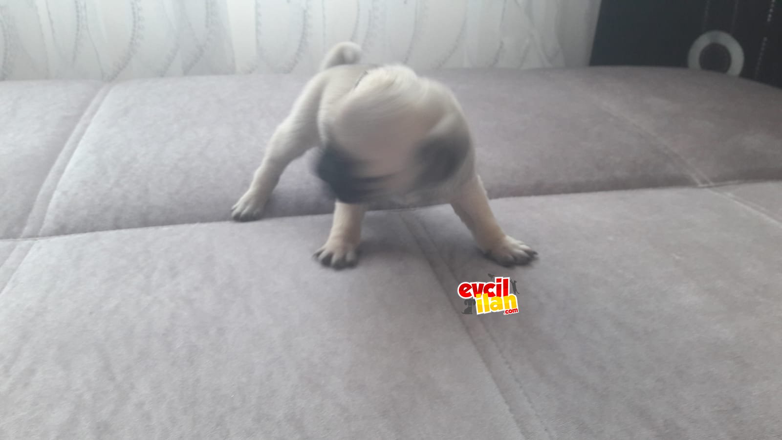 Türünün tüm özelliklerine sahip pug mops yavrular