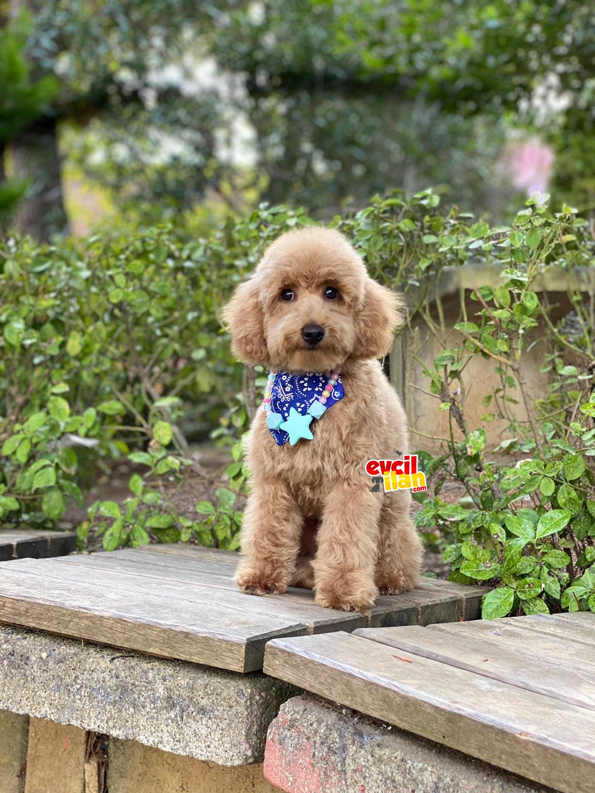 Tuvalet Eğitimli 5 Aylık Orjinal Toy Poodle 