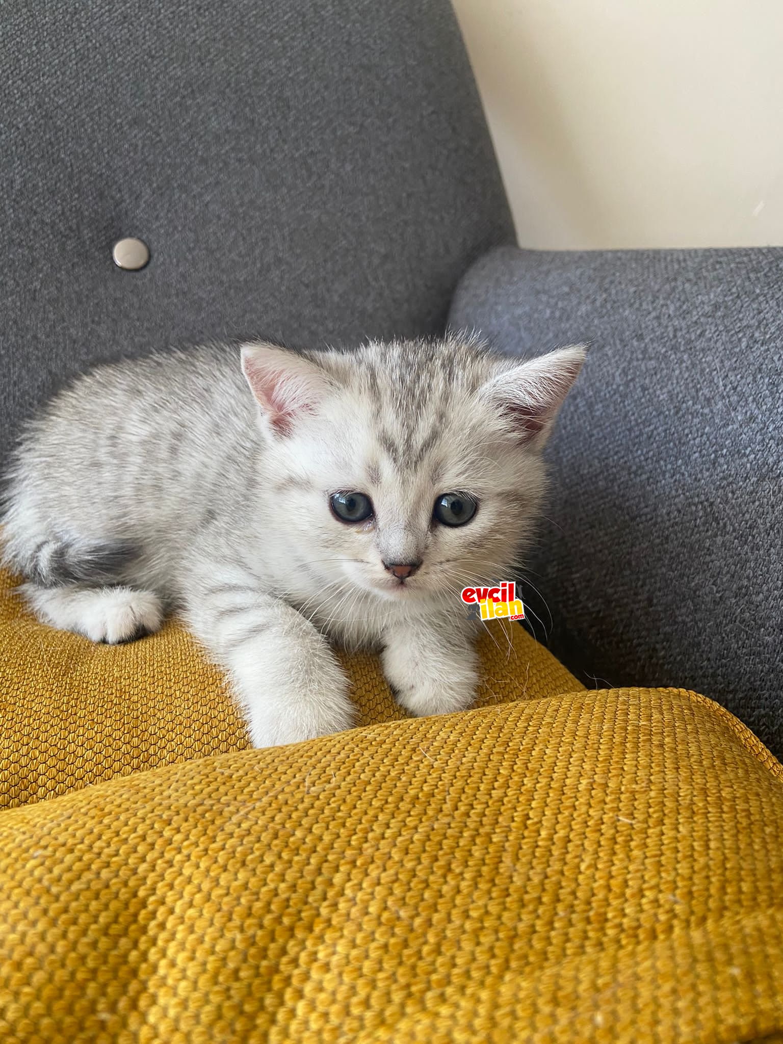 Tuvalet Eğitimli British Shorthair Silver 