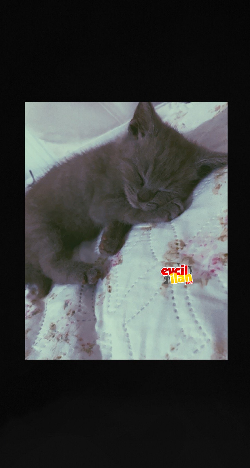 Tuvalet ve mama eğitimi vardır.Aşısı vardır.