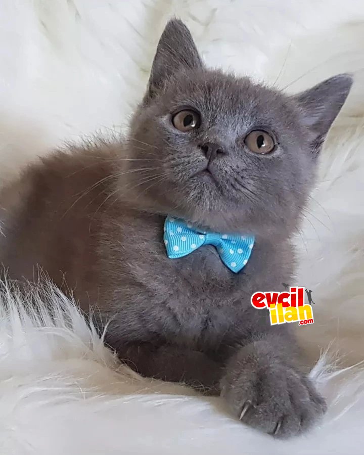 Tüy yumağı sevimli british shorthair yavrumuz 