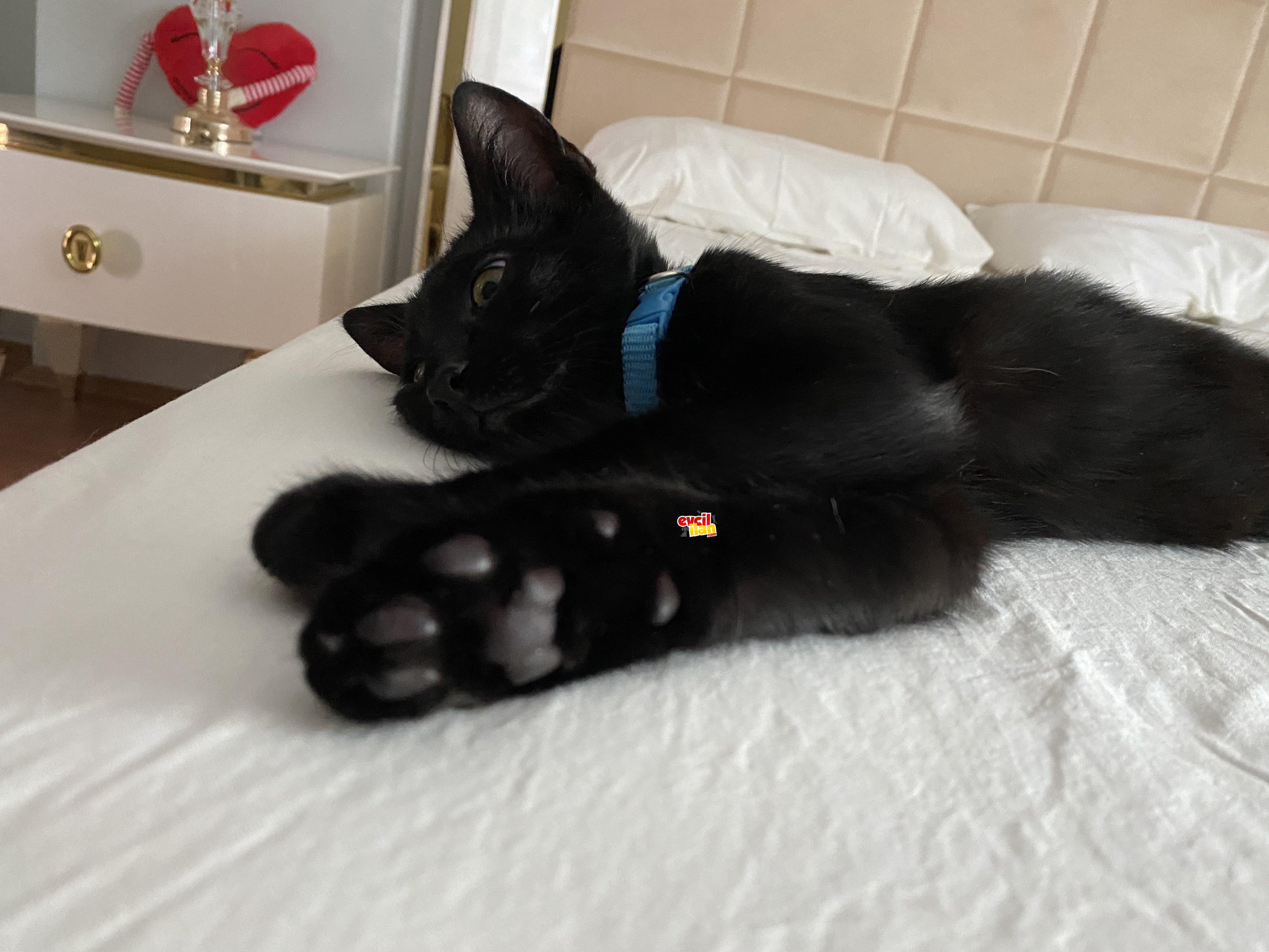 Üç aylık bombay kedi