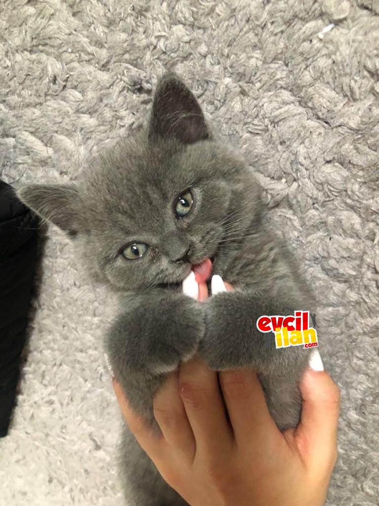 Blue British Shorthair Erkek Yavru 