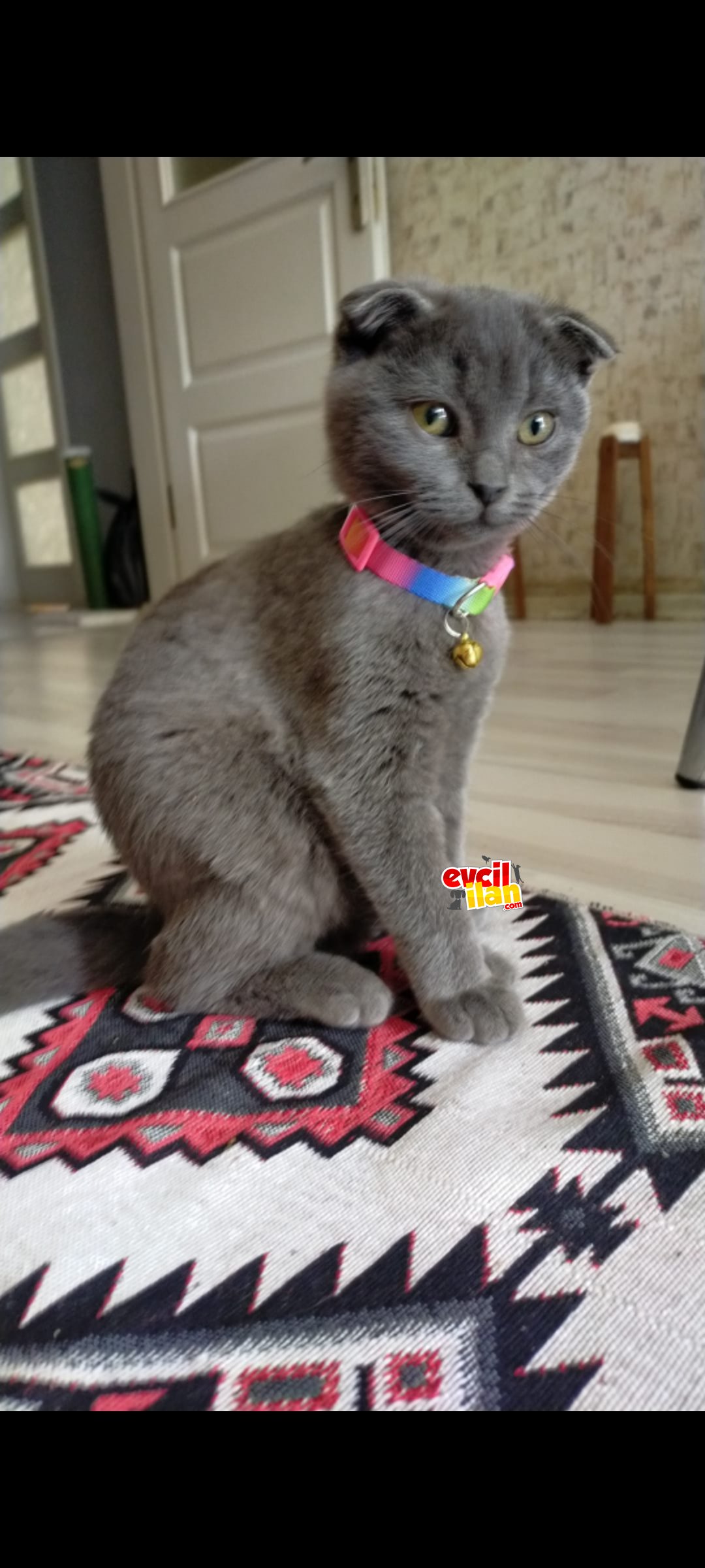 Ücretli sahiplendirilecektir