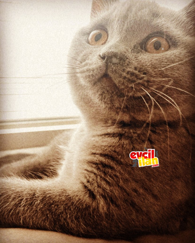 Ücretli sahiplendirme 4 aylık