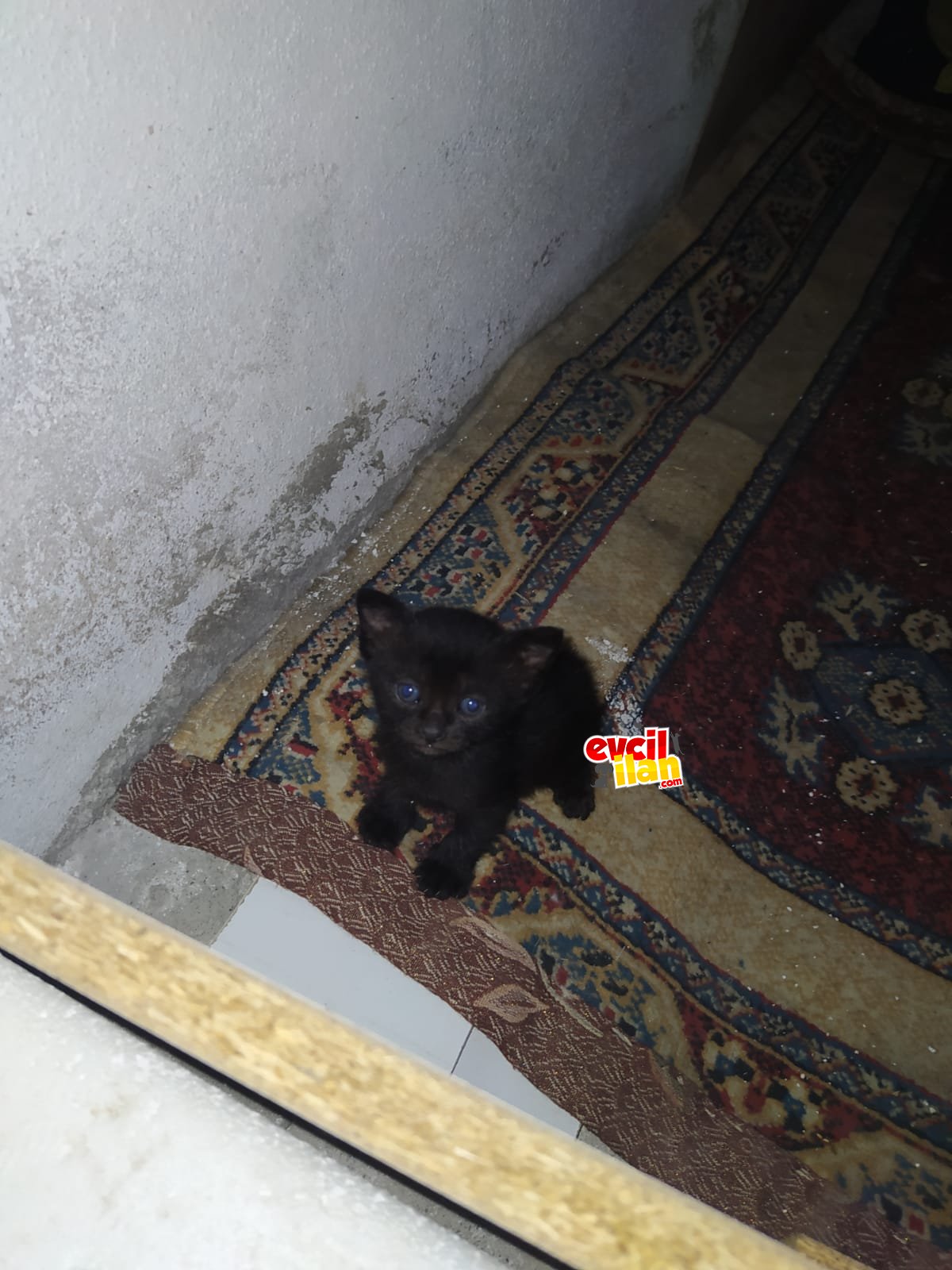 Ücretli sahiplendirme