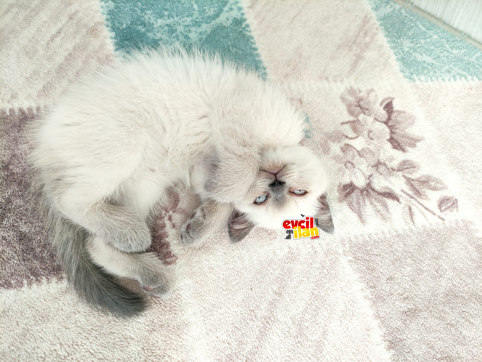 Ücretli Sahiplendirme