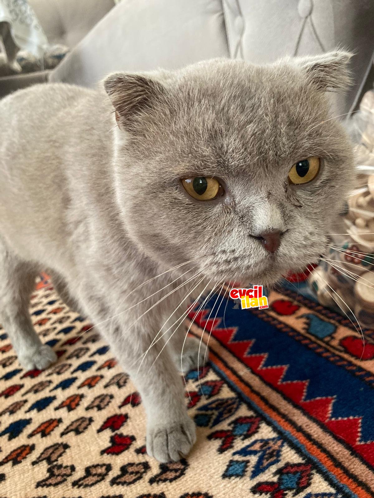 Ücretsiz sahiplendirme bal gözlü Scottish Fold