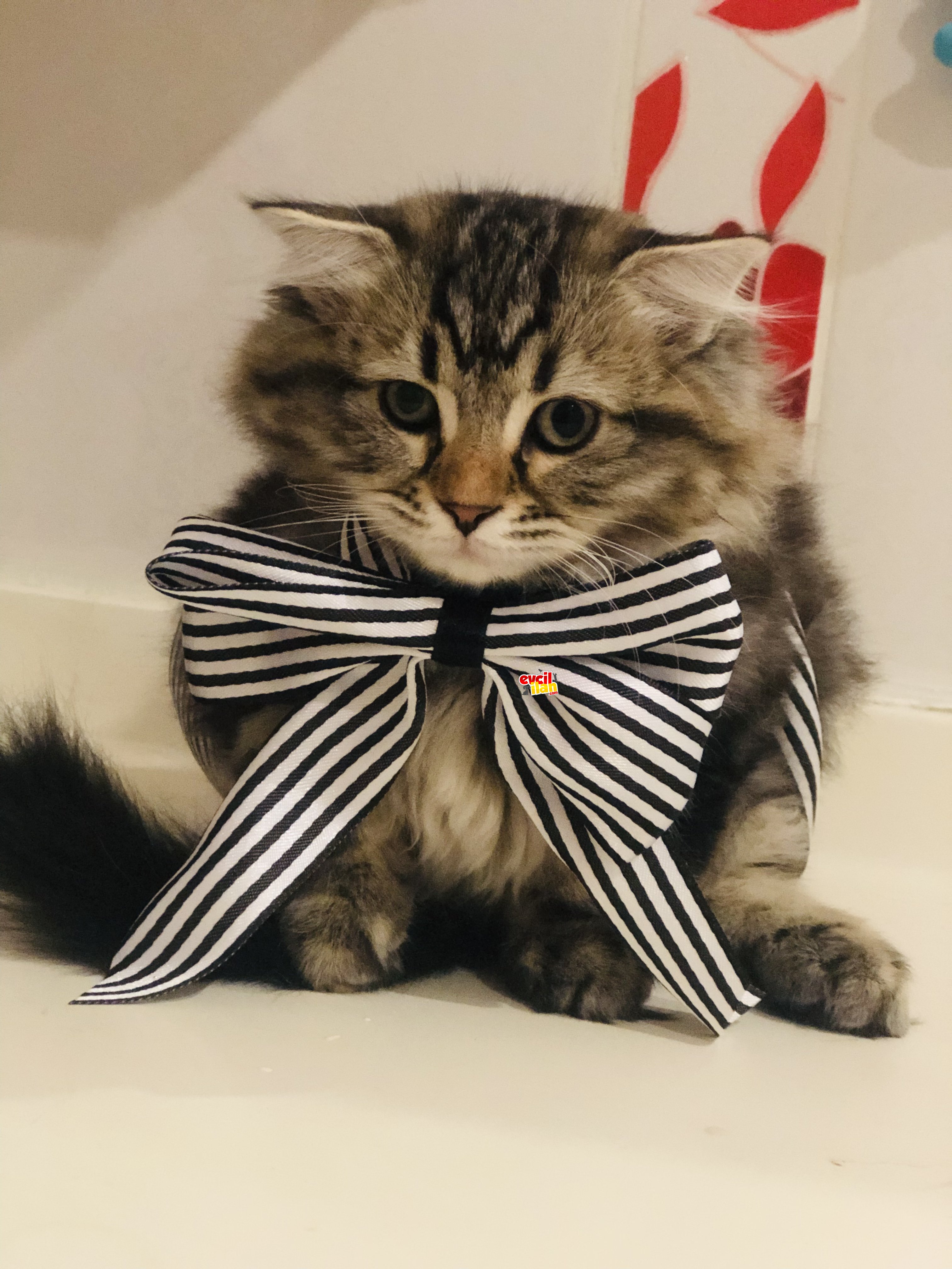 Uslu kızımız yuva arıyor