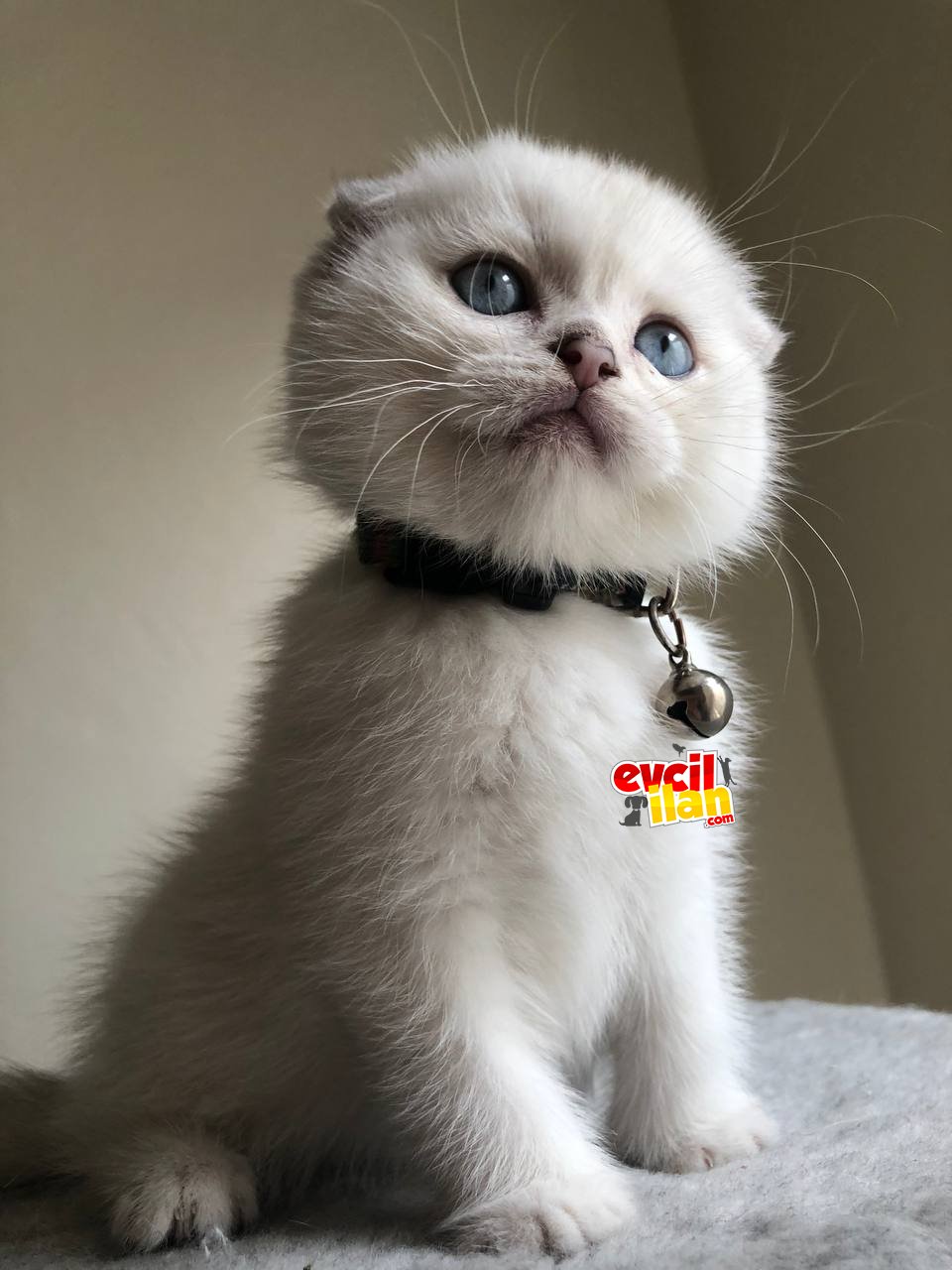 Üst Düzey Kalite Scottish Fold Silver Point Yavrularımız Yeni Sıcak Ailesini Arıyor