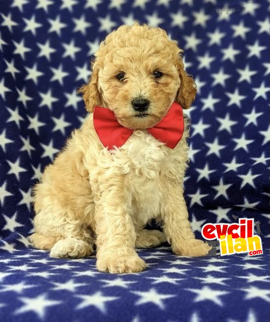 ÜST KALİTE PASAPORTLU TOY POODLE BEBEKLER 