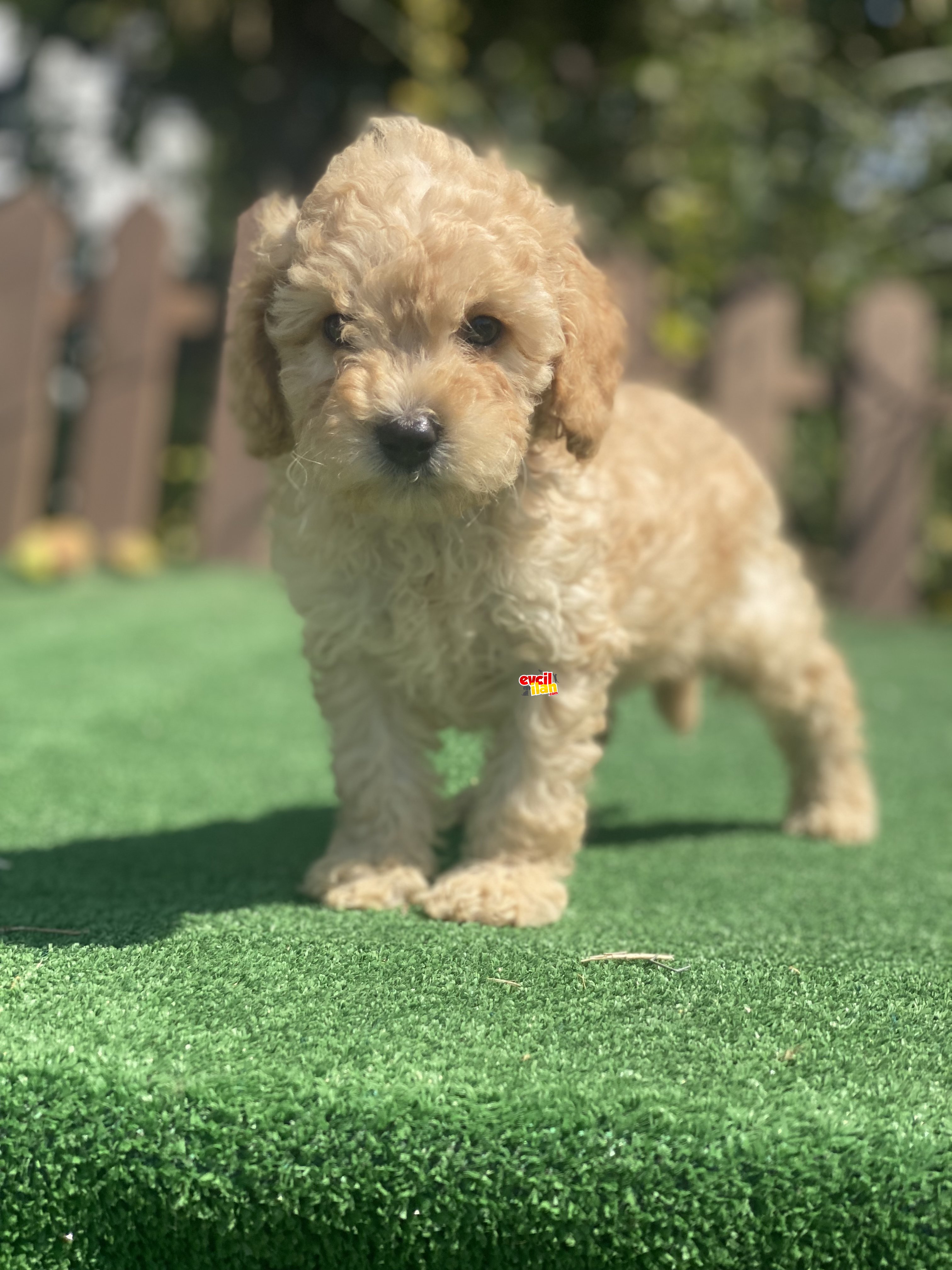 ÜST KALİTE POODLE BEBEKLER