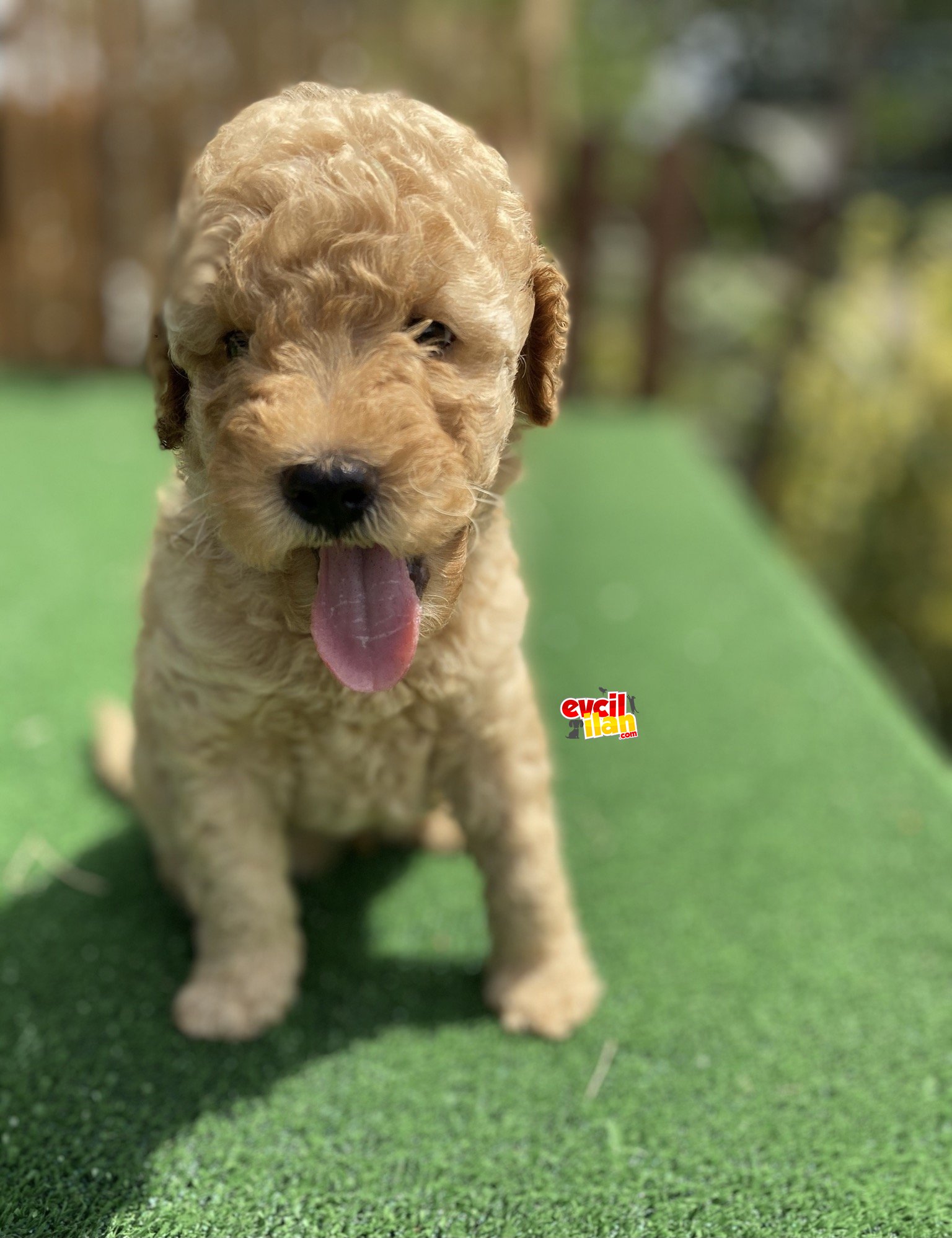 ÜST KALİTE TOY POODLE BEBEKLER 