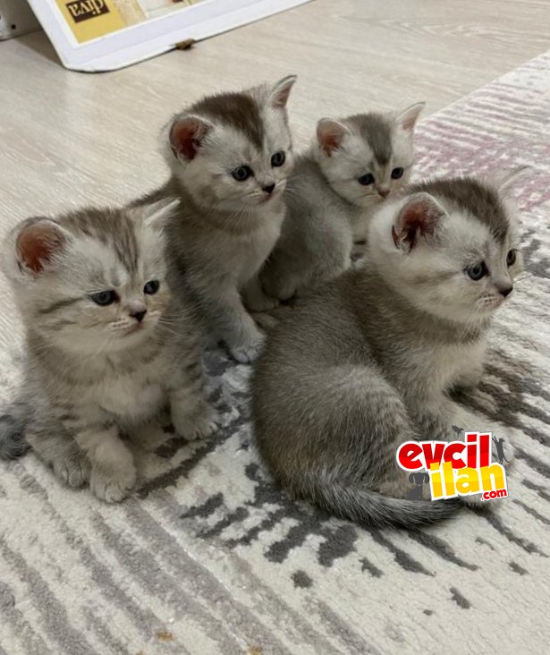 UYGUN BRİTİSH YAVRULAR