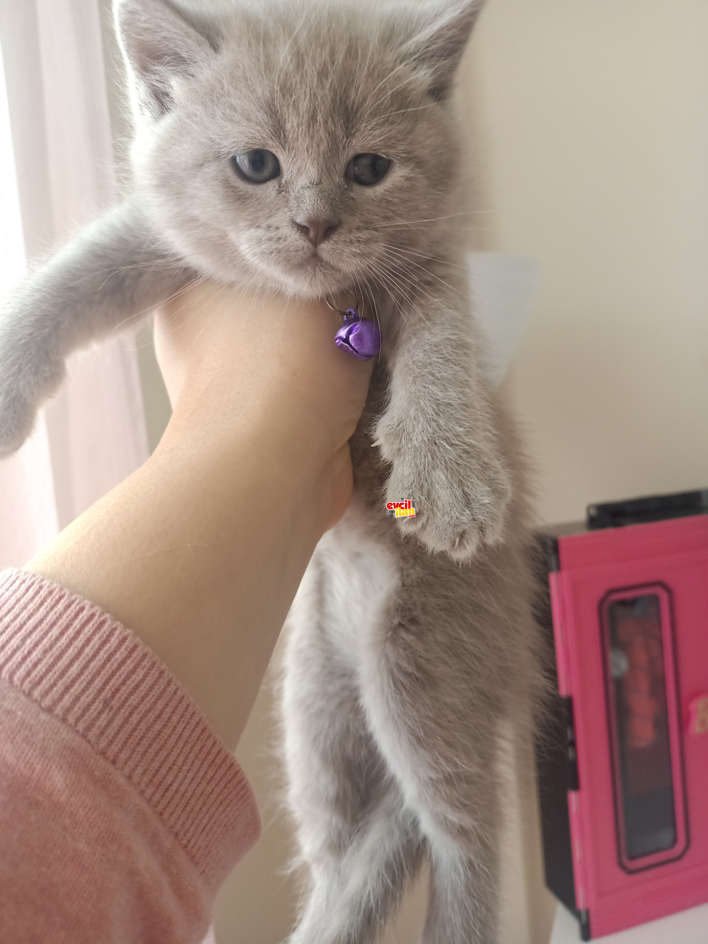 uygun british shorthair
