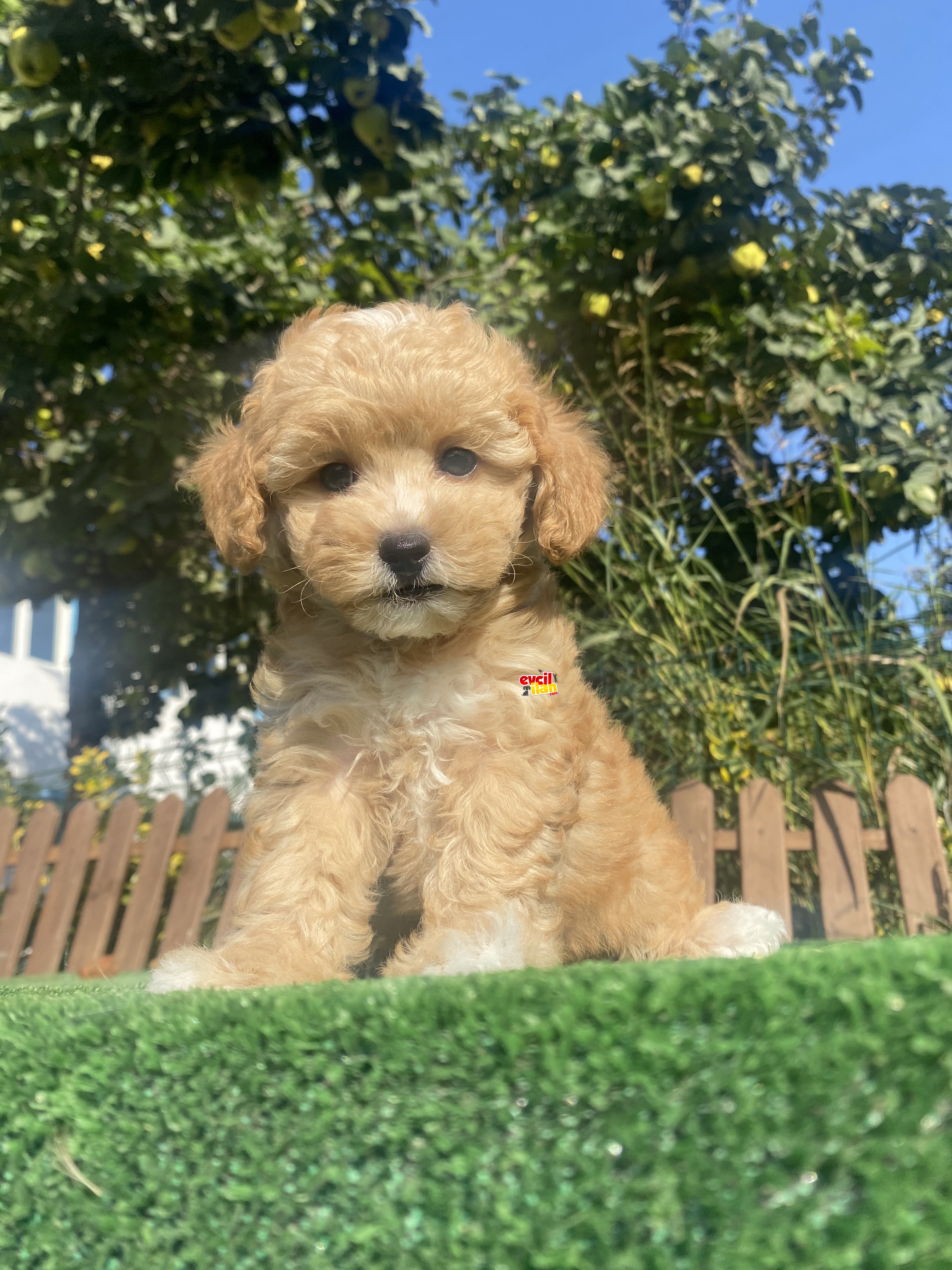 UYGUN TOY POODLE BEBEKLER 