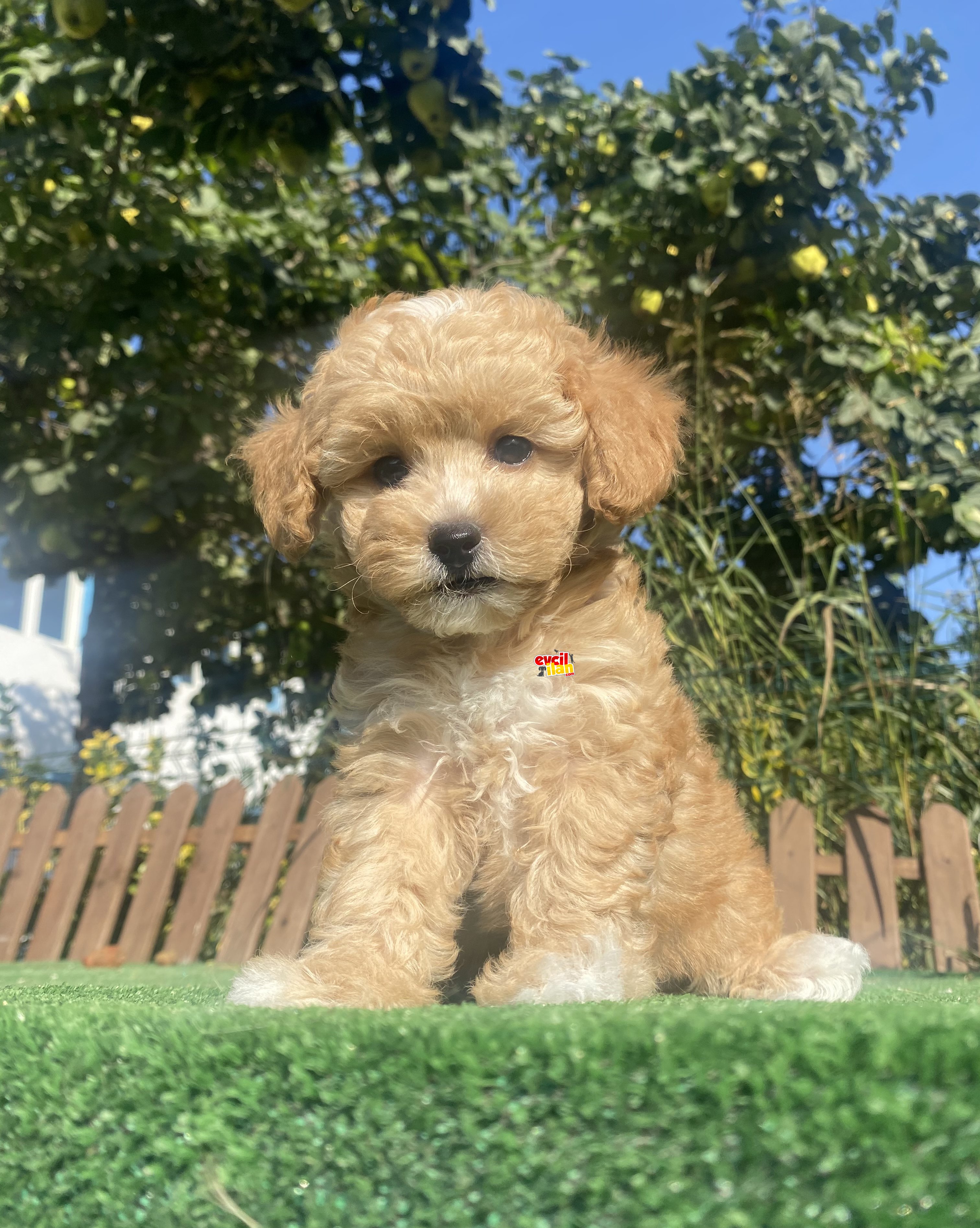 UYGUN TOY POODLE BEBEKLER 