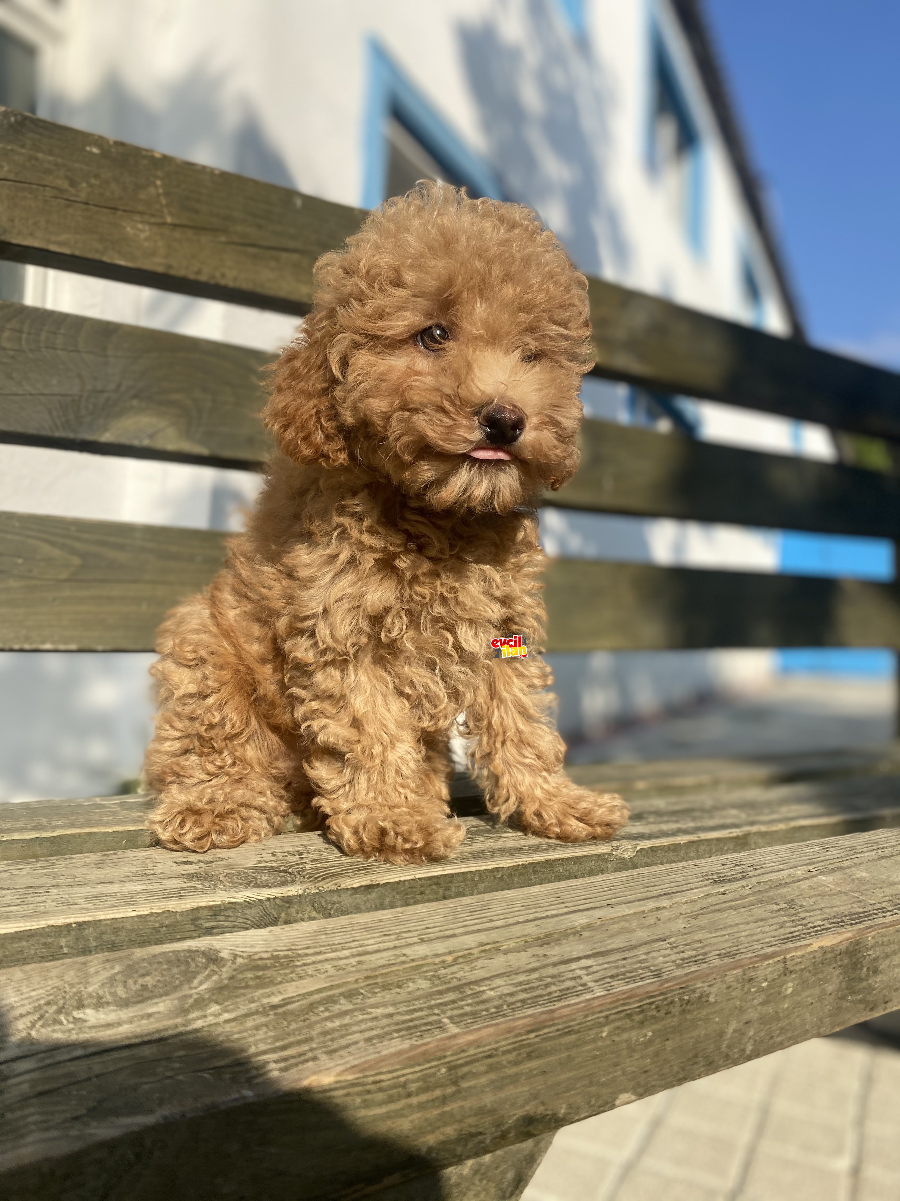 UYGUN ÜST KALİTE TOY POODLE BEBEKLER 