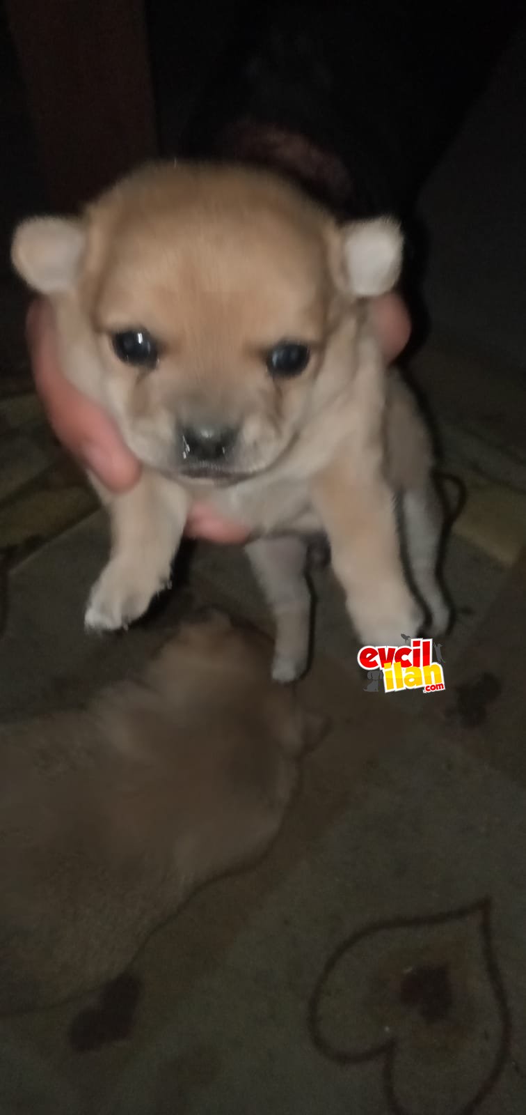 Uygun yavrular chihuahua (şivava)