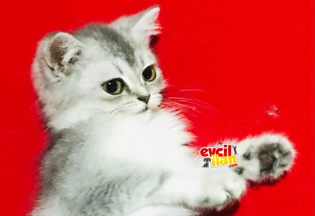 Uygun Zümrüt Gözlü Silver Dişi Erkek Yavrular