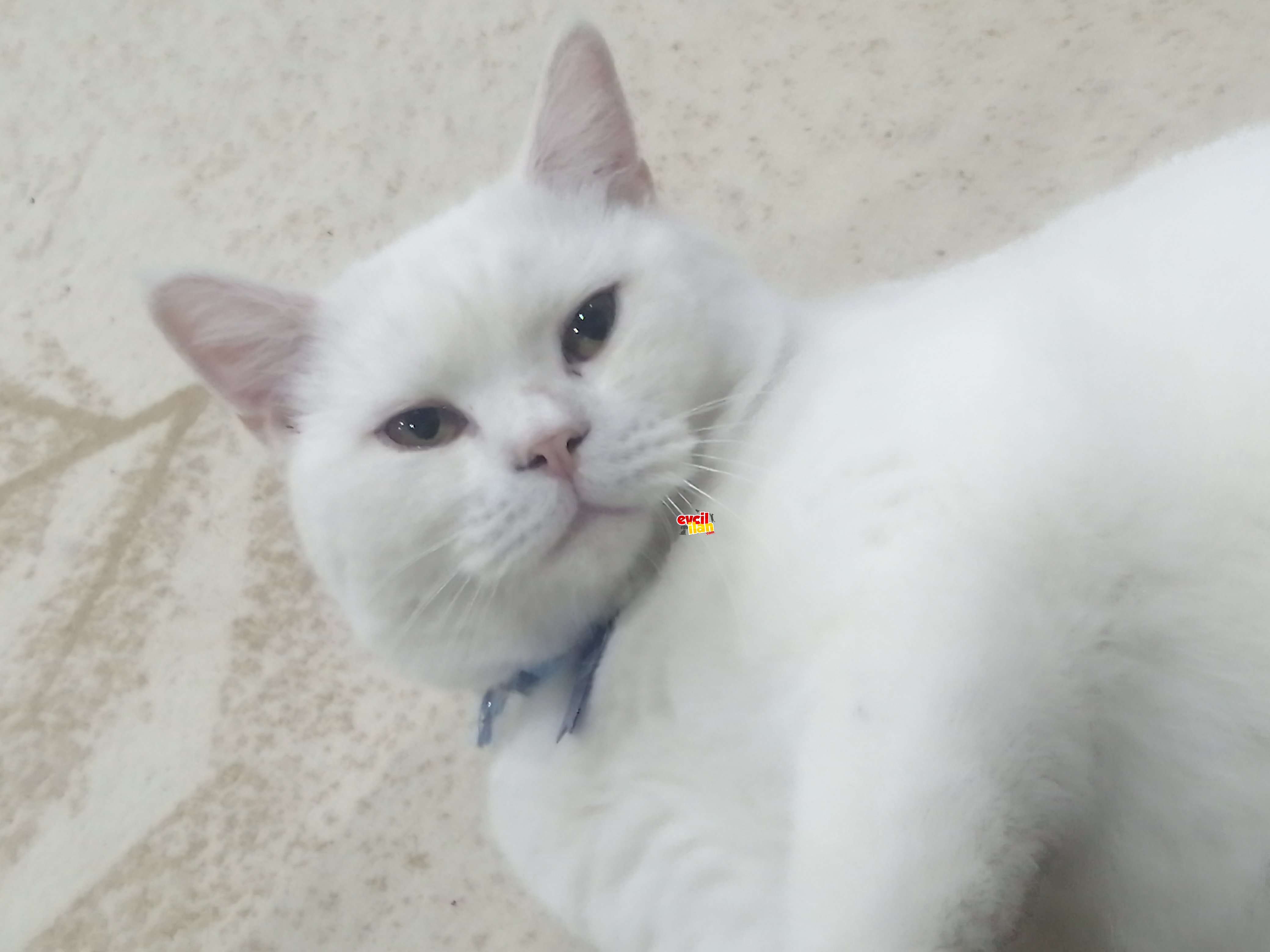 Uysal kedi