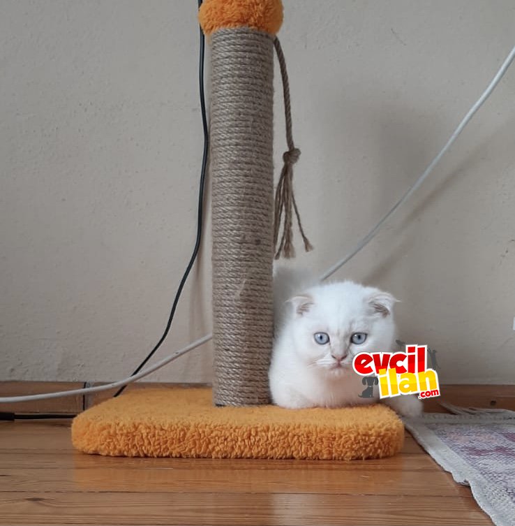 Uysal mavişimize yuva arıyoruz 