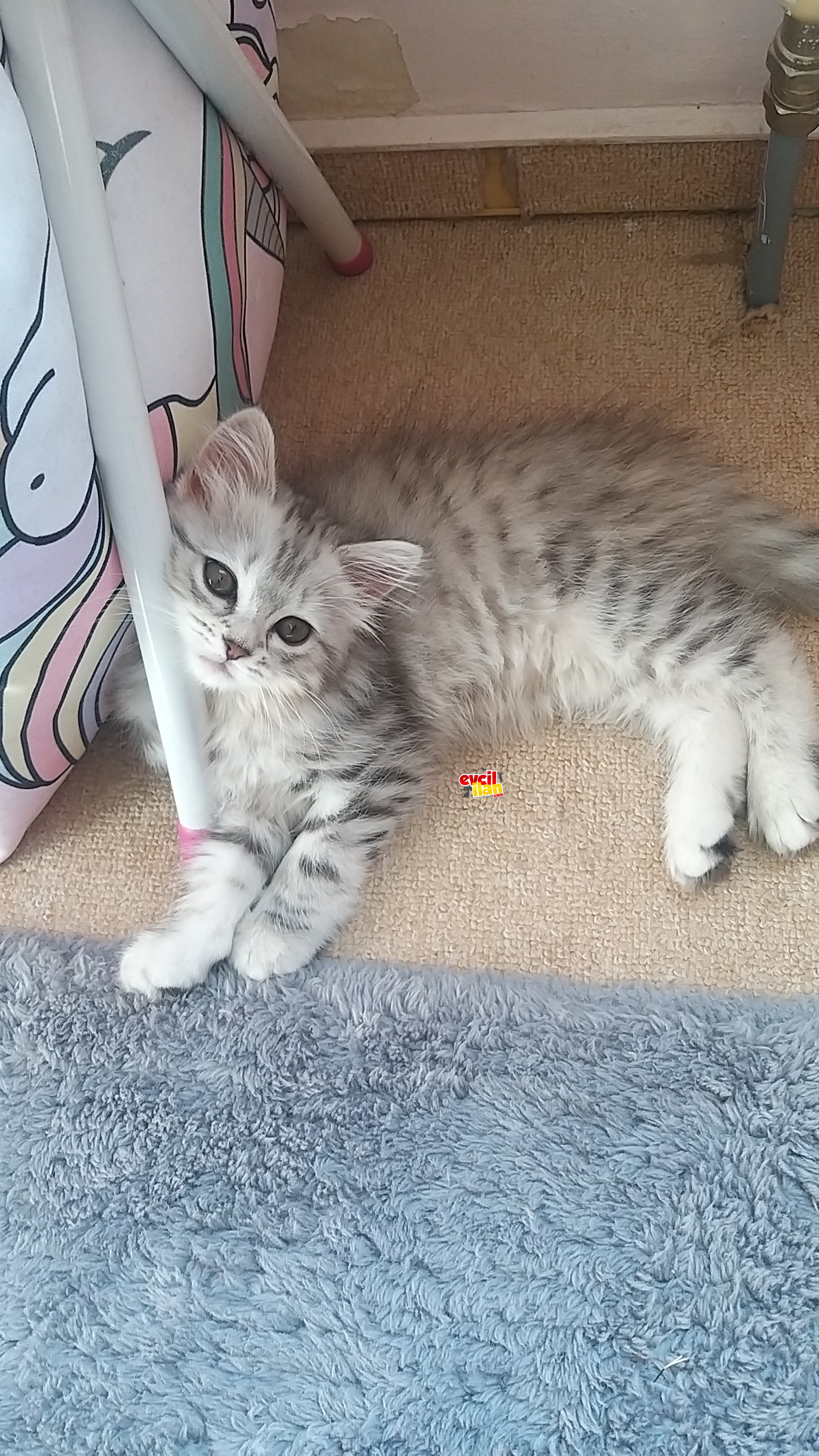 Uzun tüylü british 3 aylık yavru 