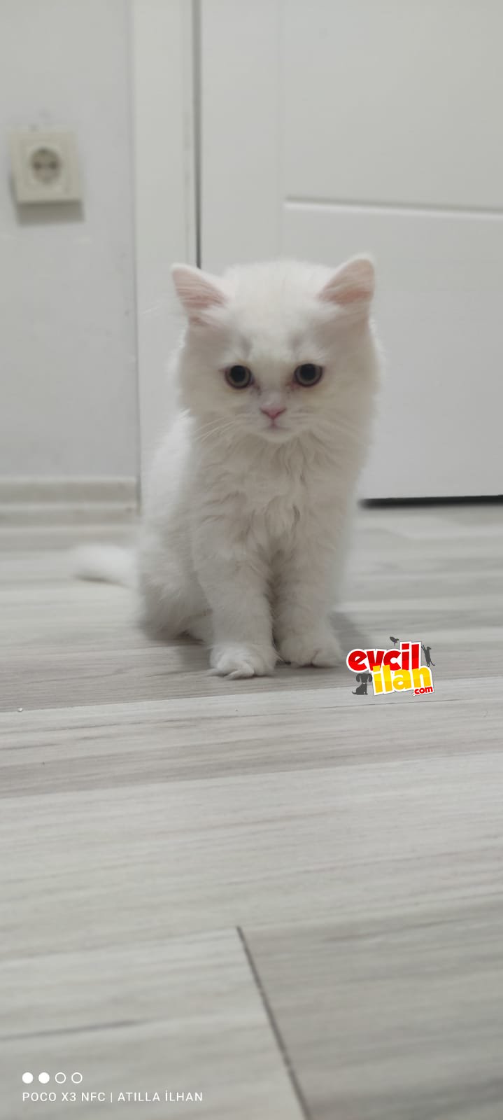 Uzun tüylü prenses