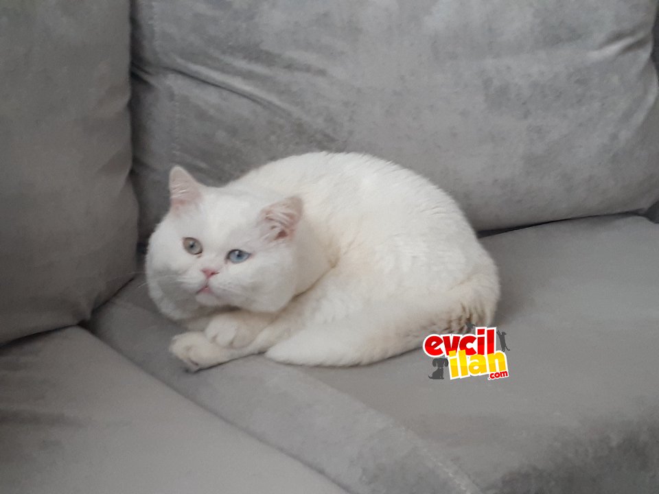 Vedalaşmak Durumundayız