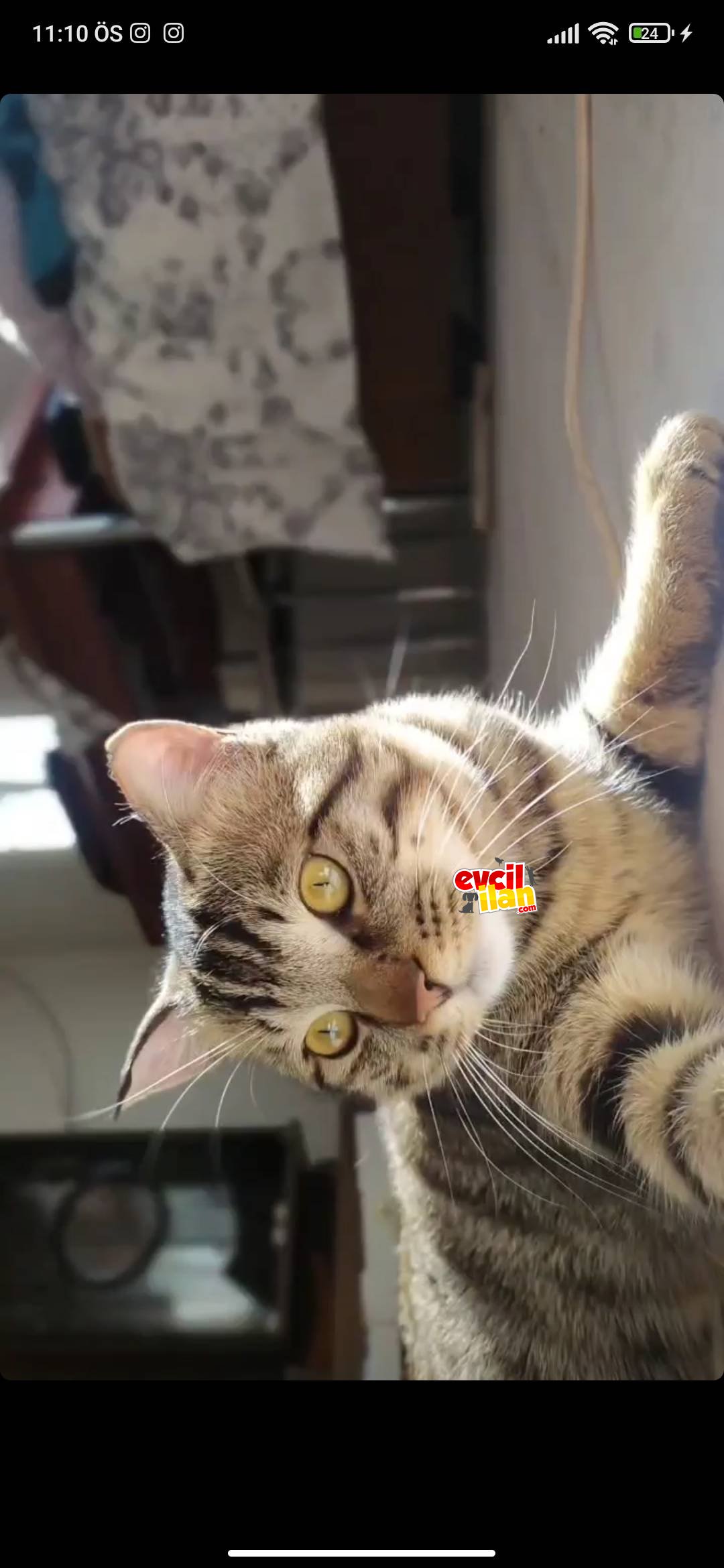 Venüse Yuva arıyoruz 