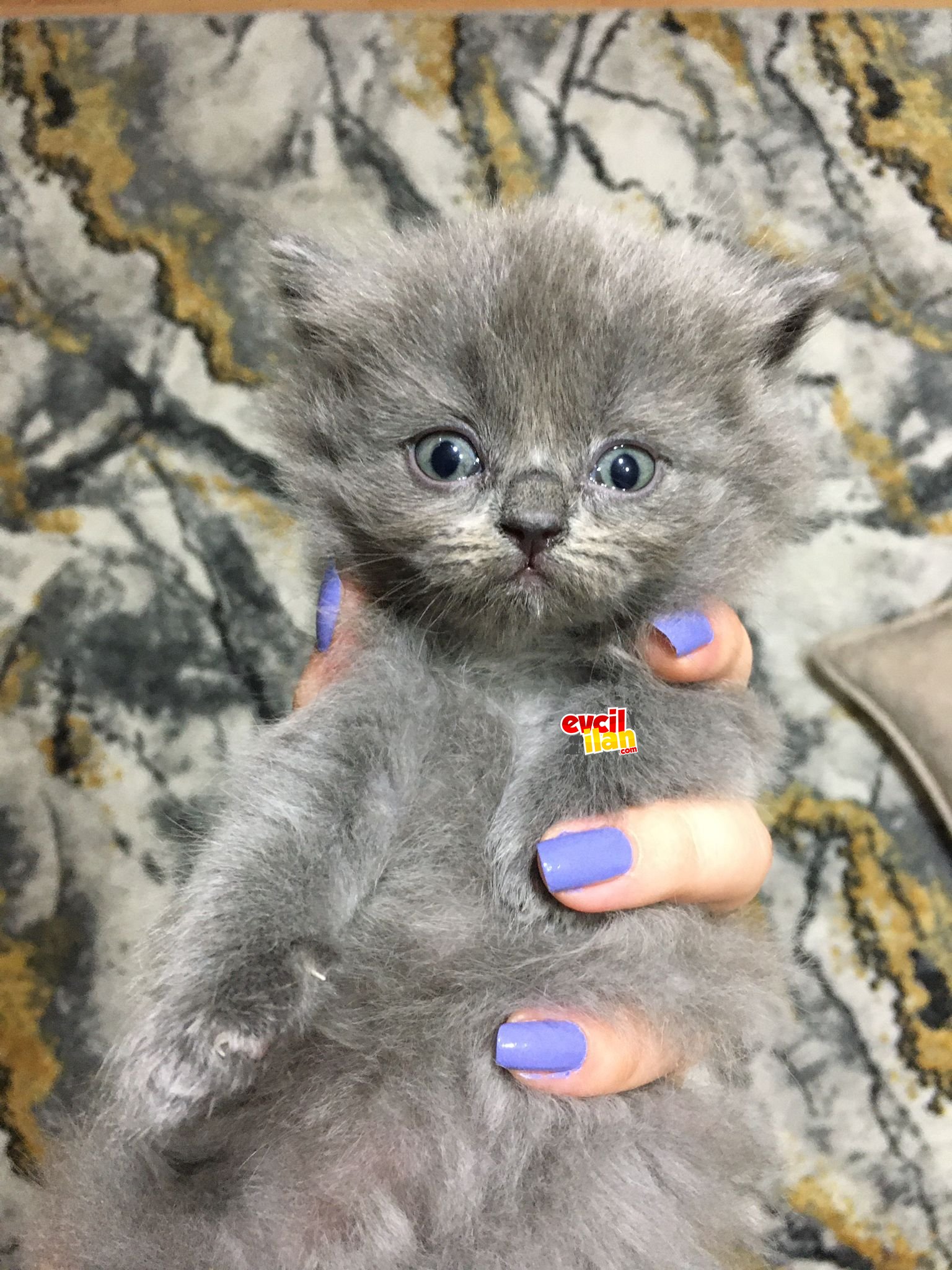 Veteriner bakımlı 2 aylık dişi safkan british shorthair 