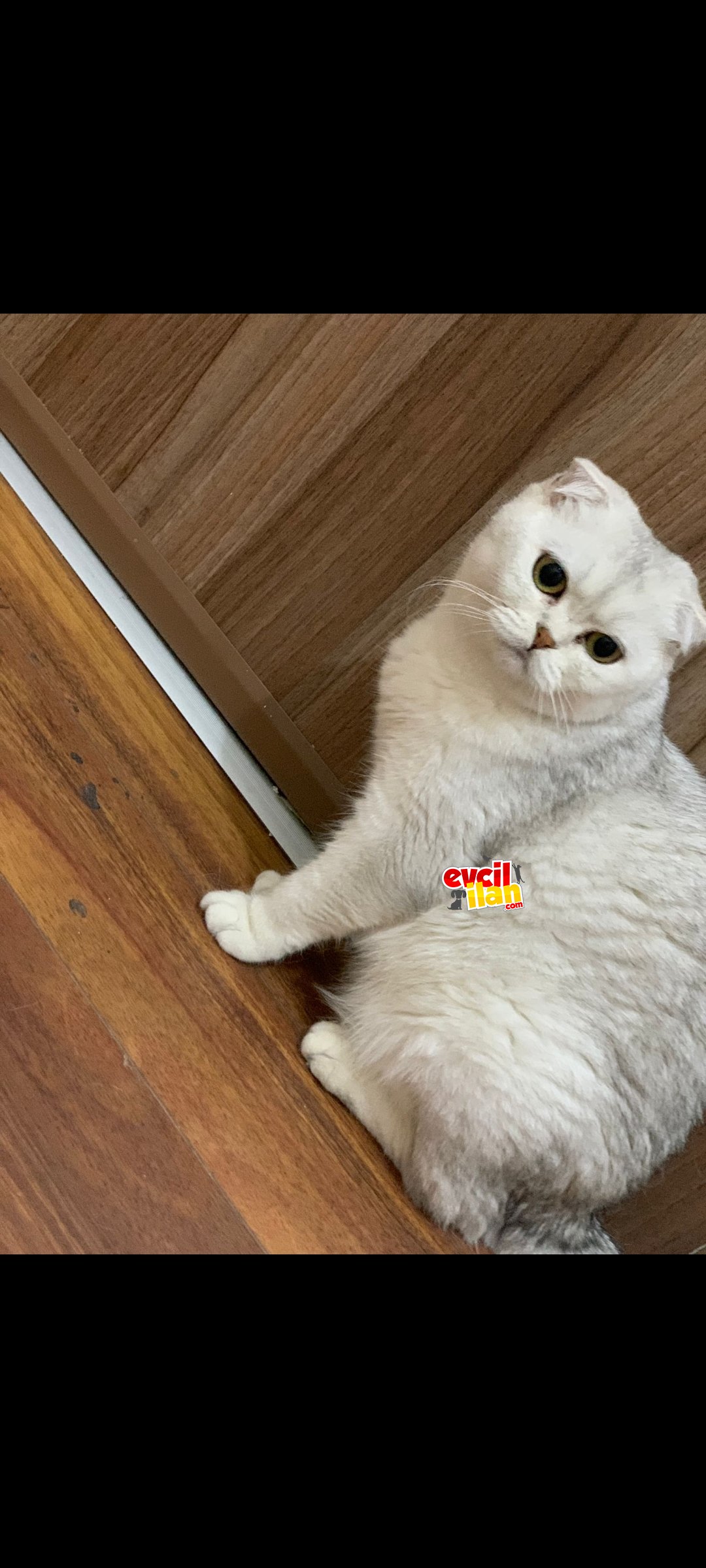 Veteriner öğrencisinden Scottish fold silver dişi 